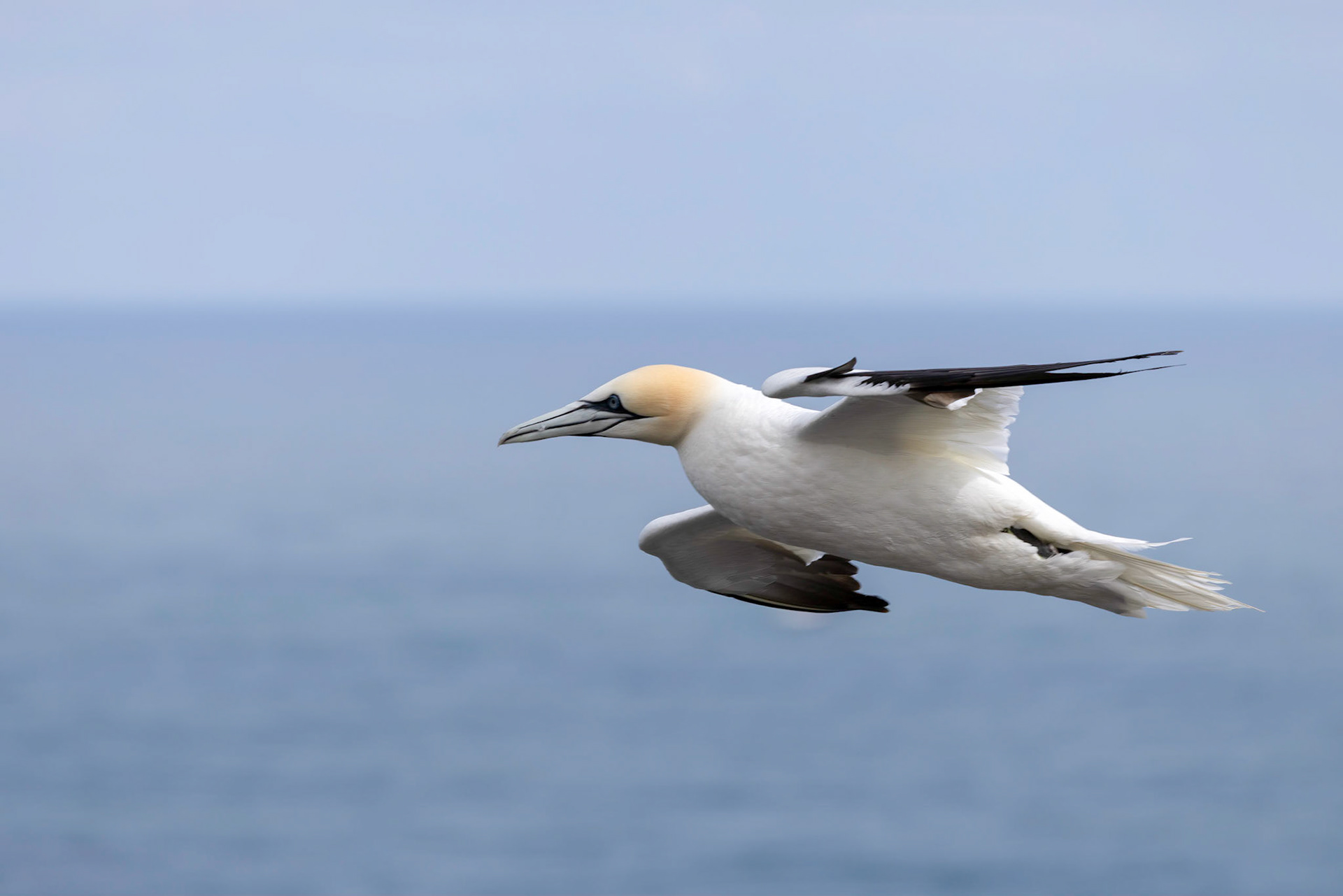 Gannets, Morus bassanus, in flight at Bempton Cliffs in Yorkshire