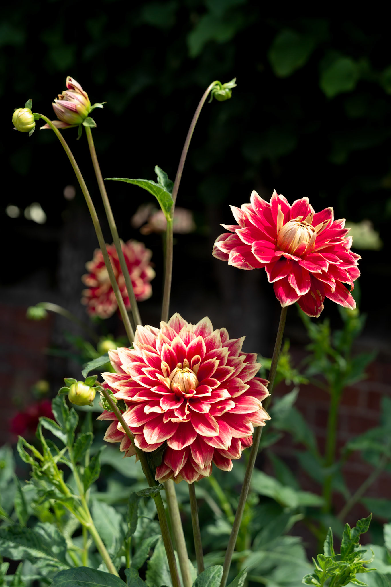 Suffolk Fantasy Dahlia flowering in summertime