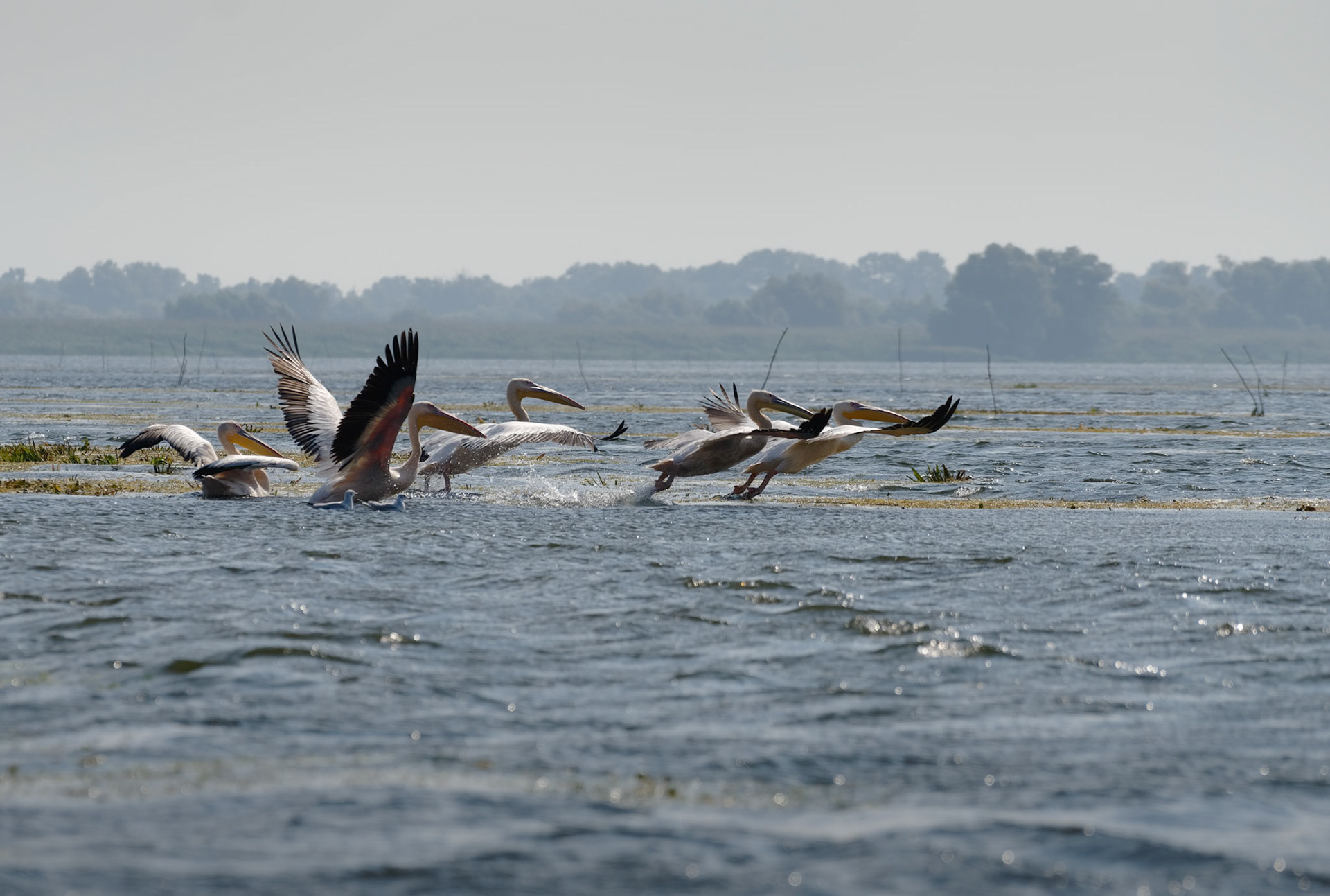 Great White Pelicans (pelecanus onocrotalus) flying over the Danube Delta