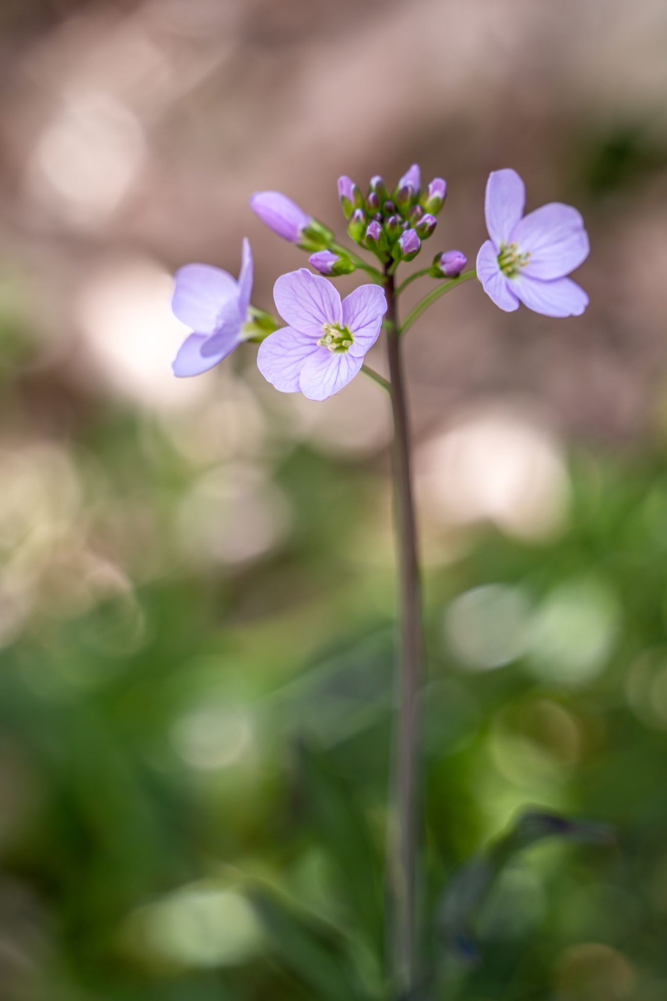 Close-up of some Cuckooflowers blooming in springtime