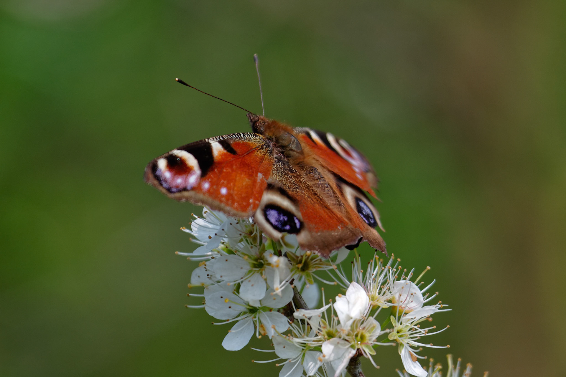 European Peacock butterfly (Inachis io) feeding on tree blossom