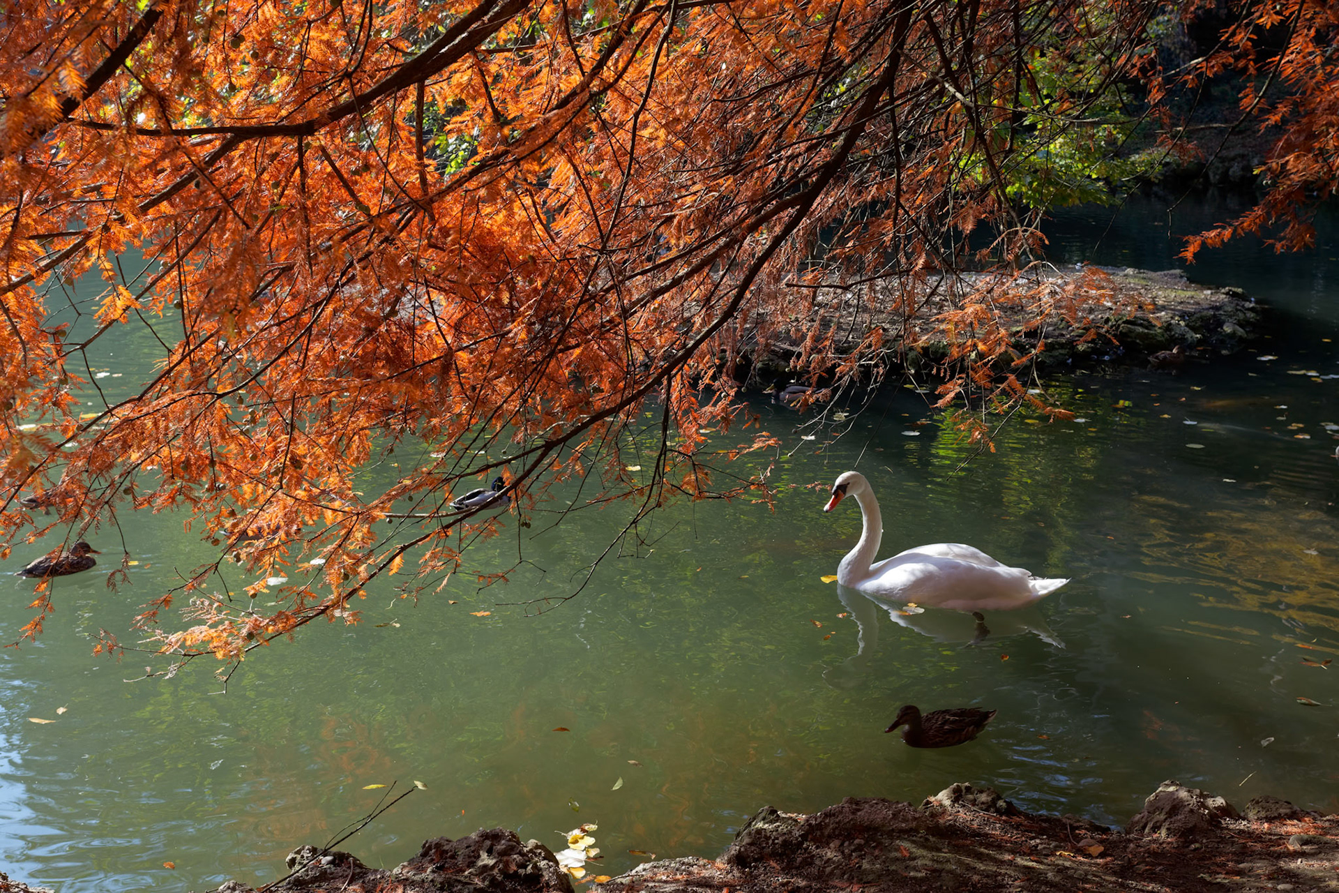 Swan gliding along the Lake in Parco di Monza