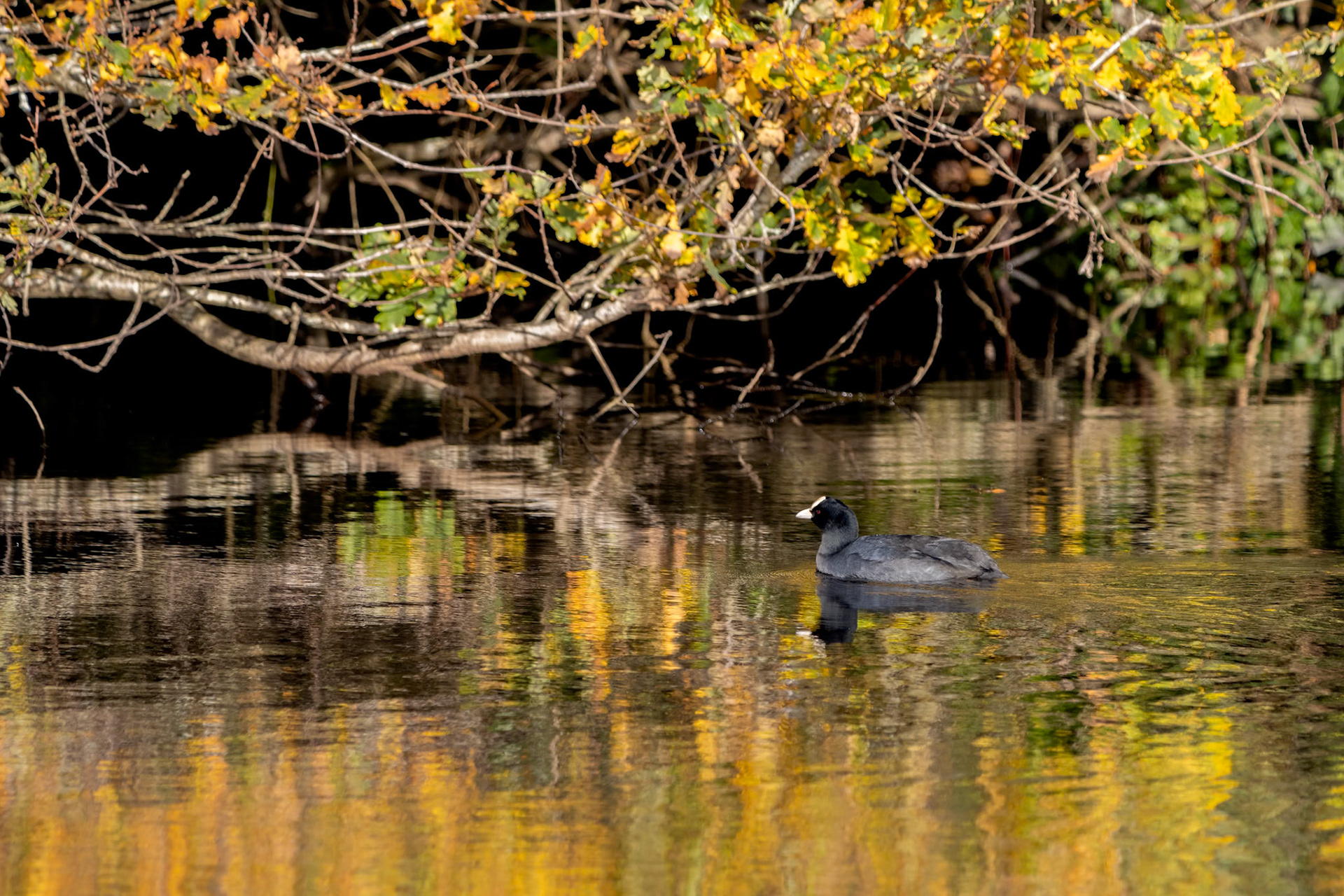Coot swimming in golden reflections in Cripplegate Lake