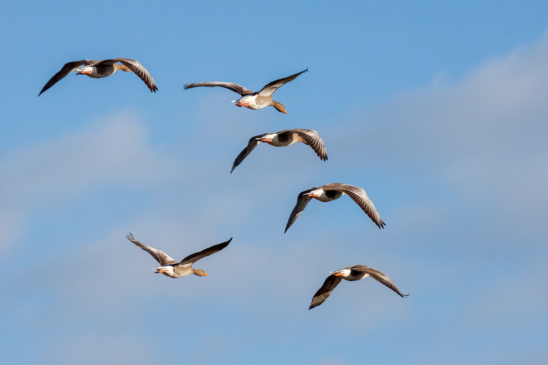 Greylag Geese (anser anser) flying over marshes in Essex