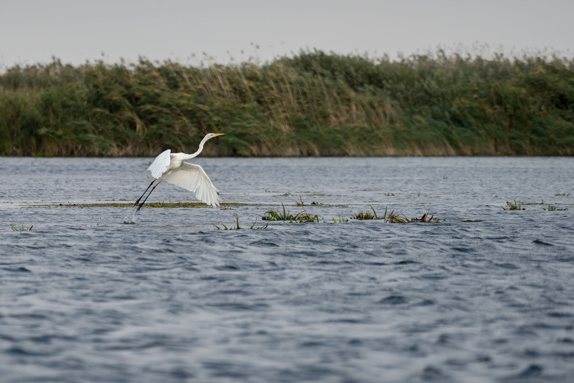 Great White Egret (egretta alba) in the Danube Delta, Romania