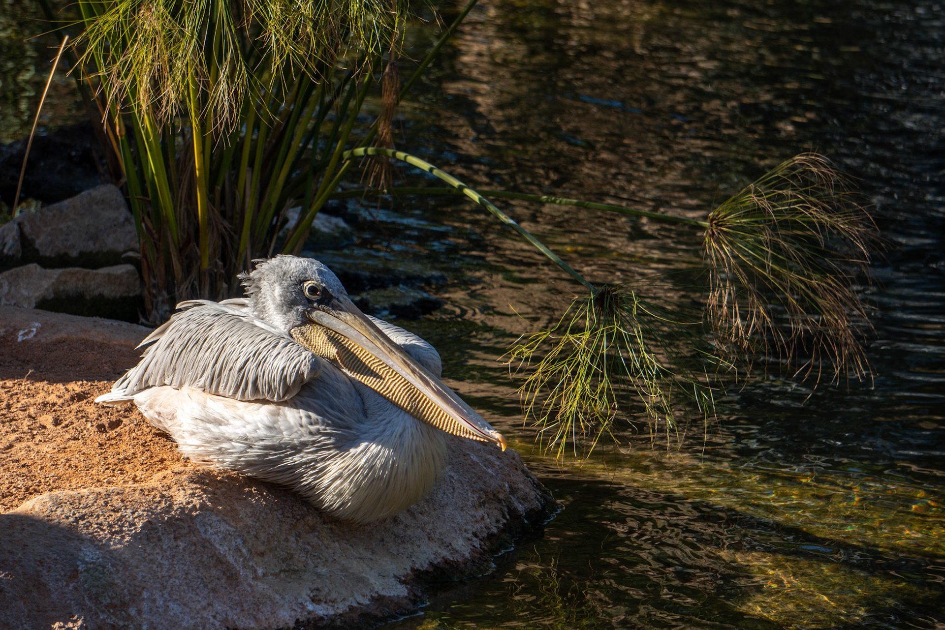 VALENCIA, SPAIN - FEBRUARY 26 : Grey Pelican at the Bioparc in Valencia Spain on February 26, 2019