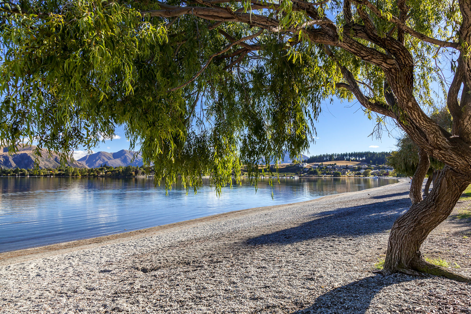 Weeping Willow on the shore of Lake Wanaka