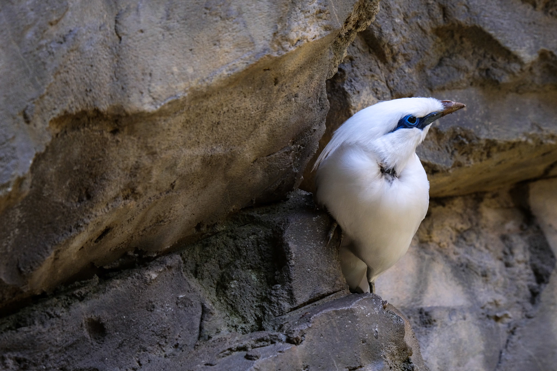 FUENGIROLA, ANDALUCIA/SPAIN - JULY 4 : Bali Starling (Leucopsar rothschildi) at the Bioparc Fuengirola Costa del Sol Spain on July 4, 2017
