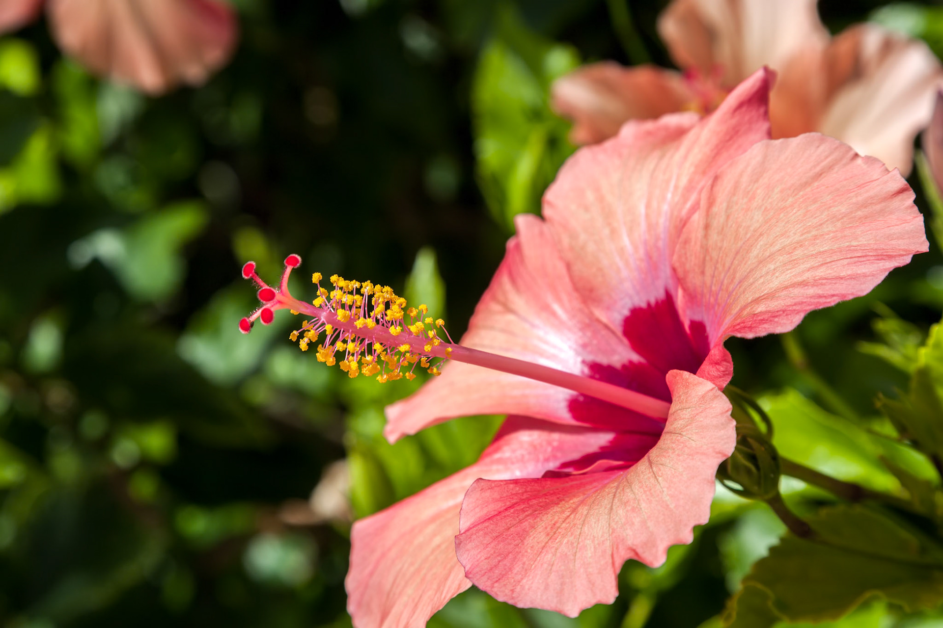 Hibiscus Flower flowering in Tenerife
