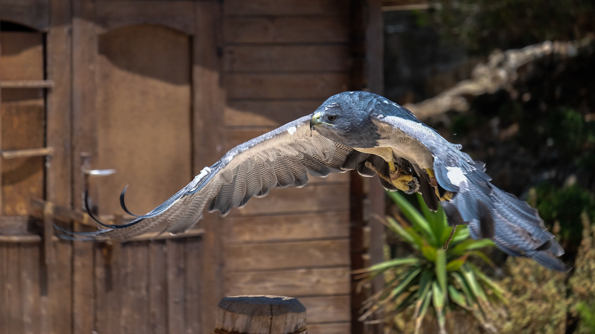 Chilean Blue Eagle at Mount Calamorro