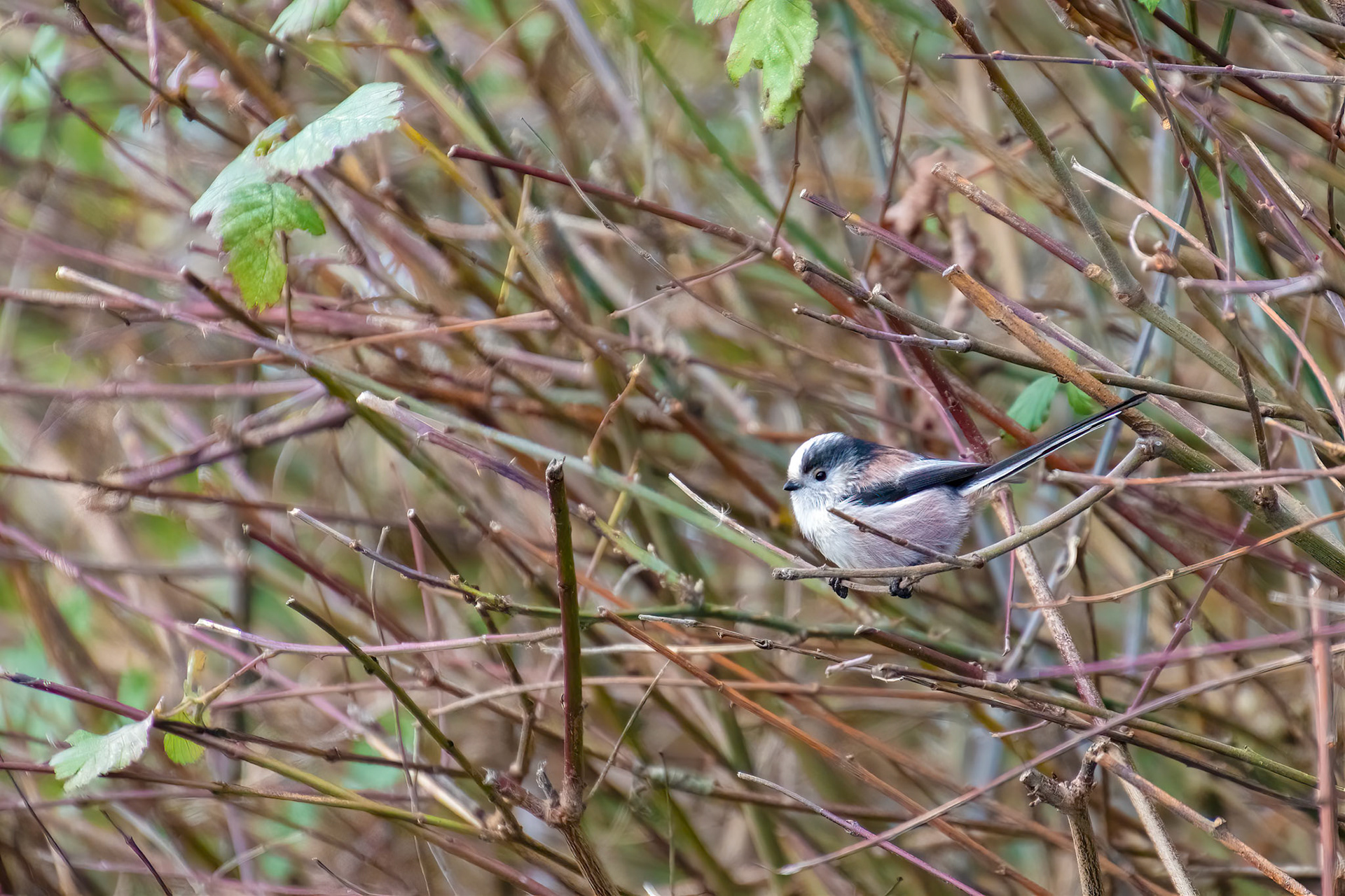 Long Tailed Tit watching from the thicket