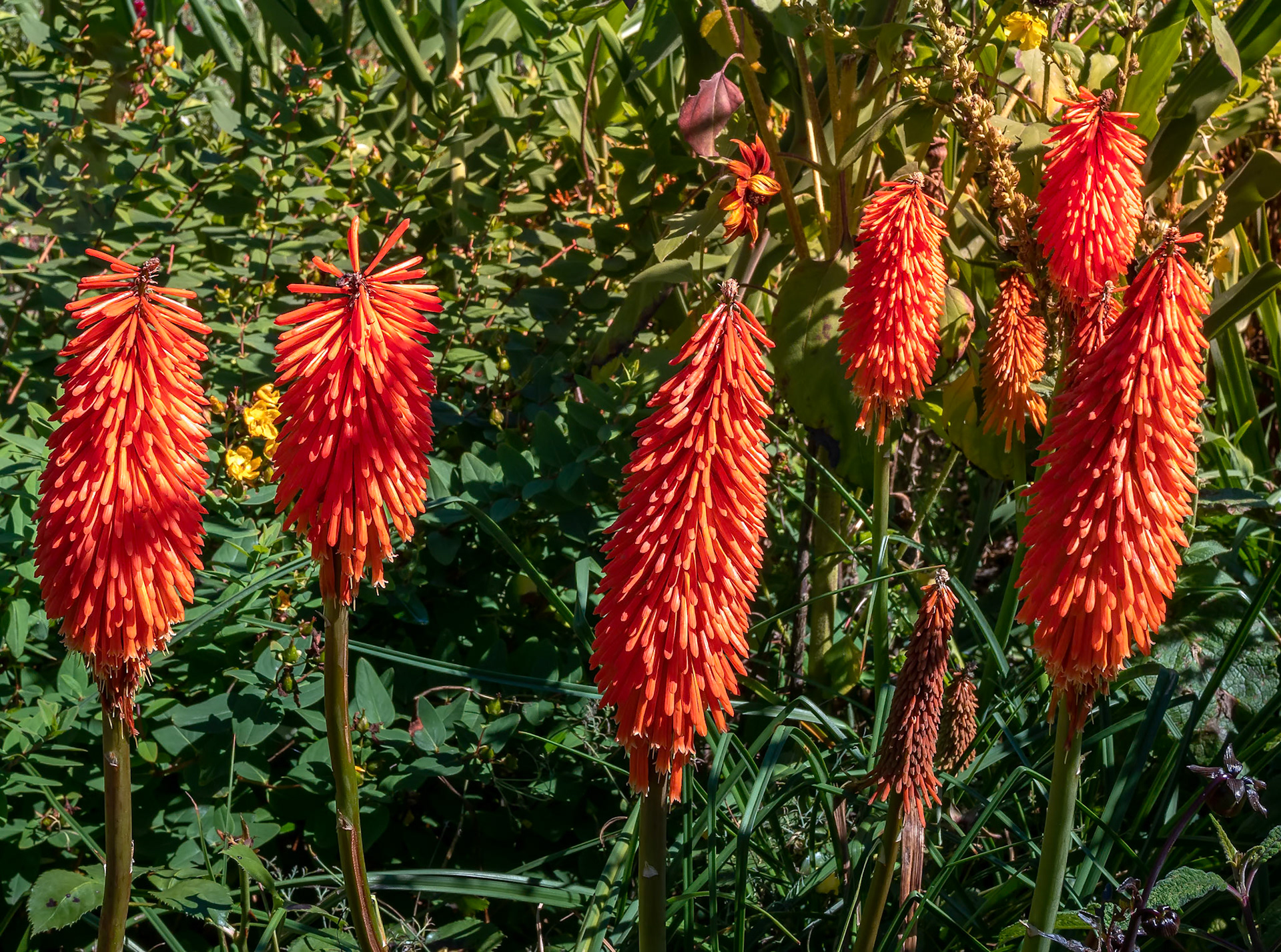 Kniphofia, also called tritoma, red hot poker, torch lily, knofflers or poker plant