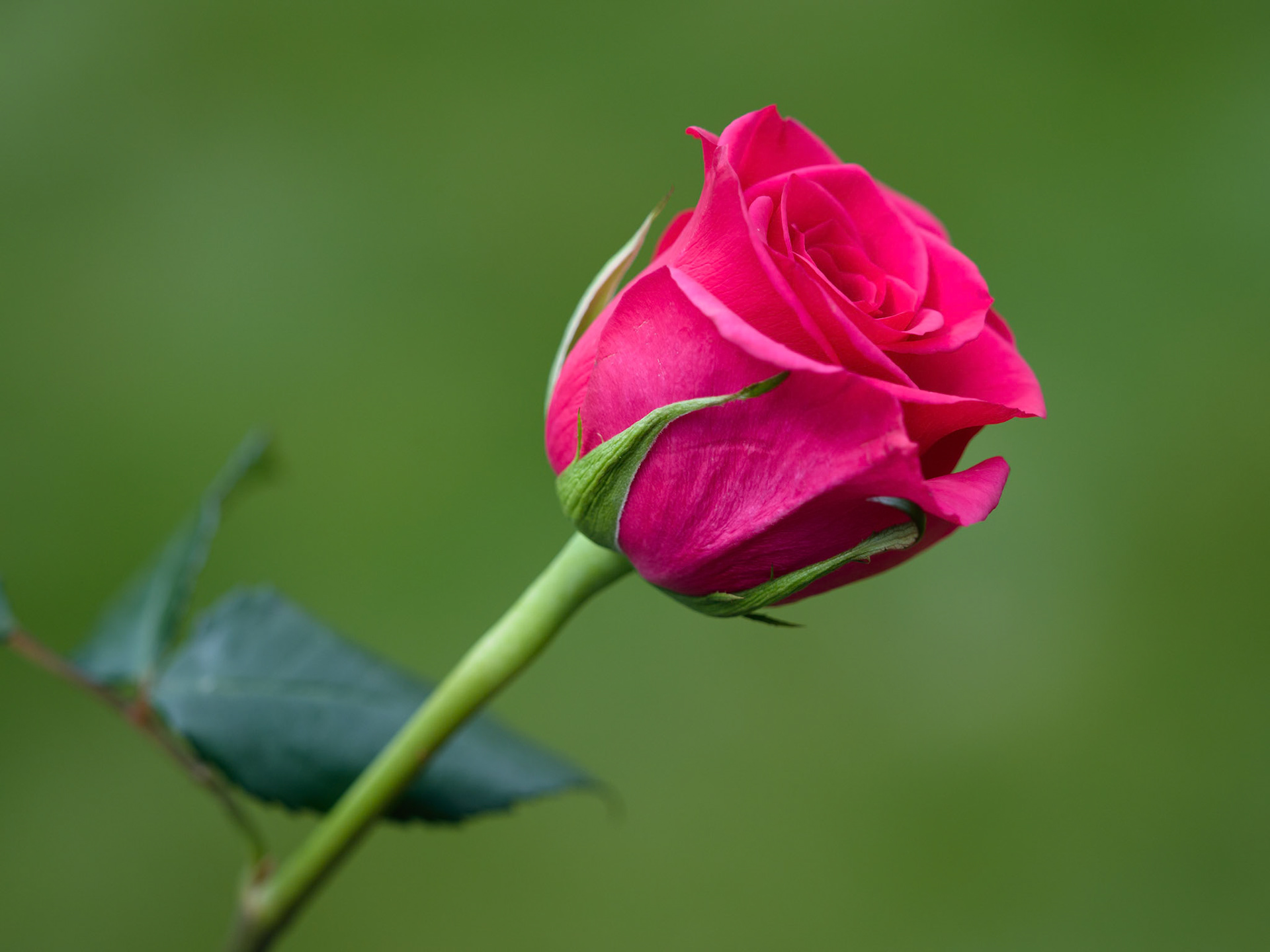 Close-up view of a Pink Hybrid T Rose