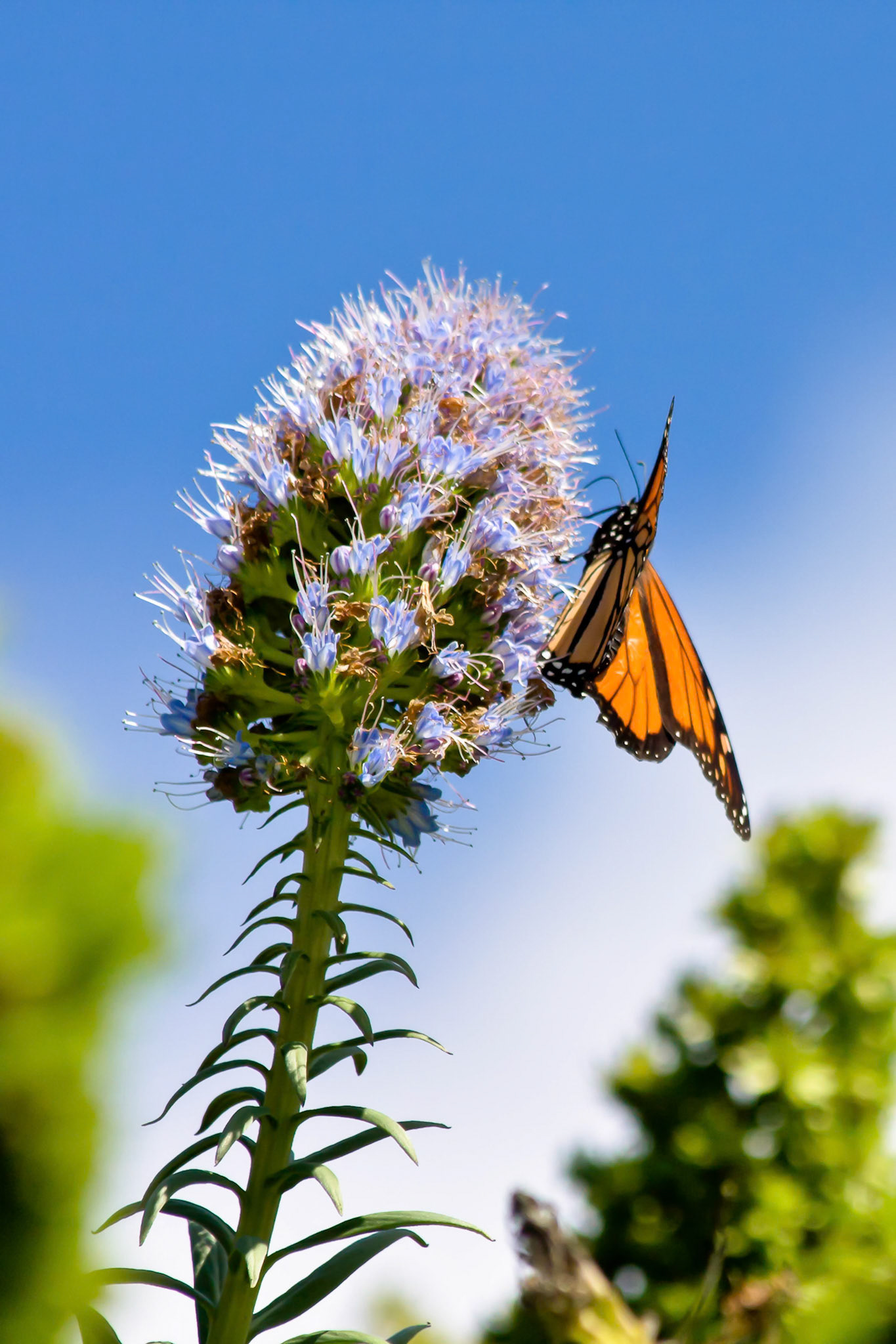 Monarch Butterfly (Danaus plexippus)