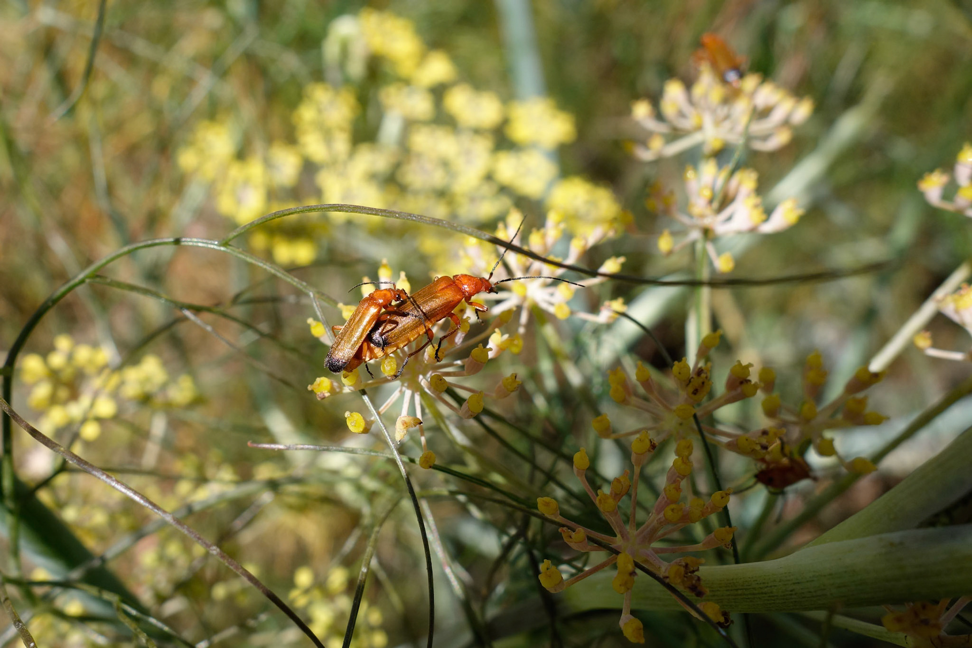 Soldier Beetles (Rhagonycha fulva)