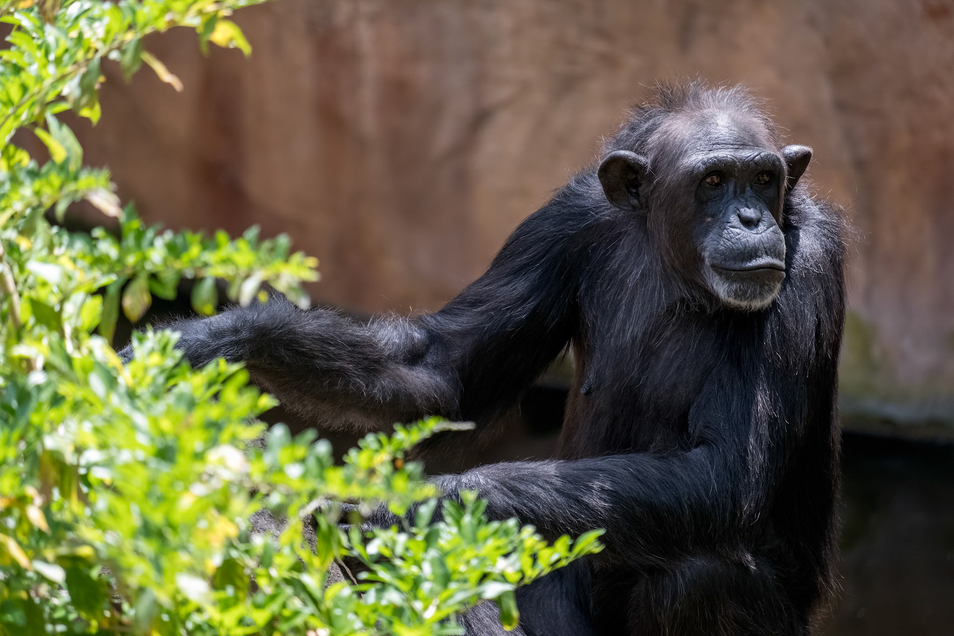 Chimpanzee resting in the Bioparc Fuengirola