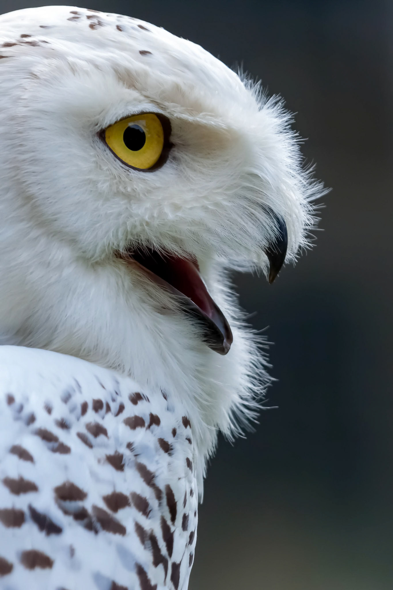 Snowy Owl (Bubo scandiacus)