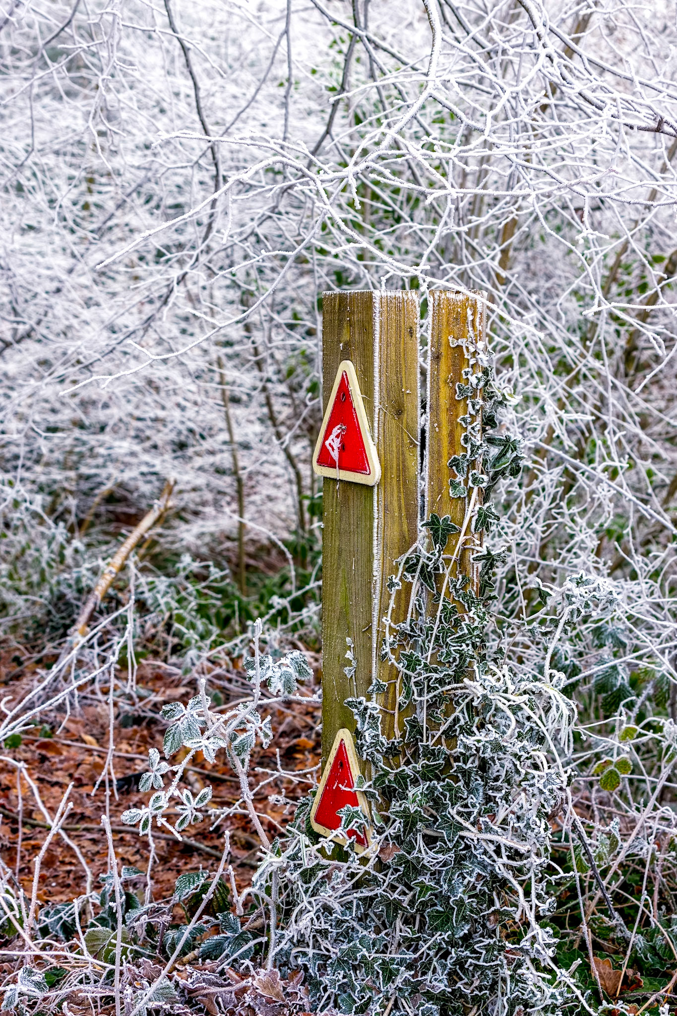 Wooden post with traffic reflectors covered in ivy and hoar frost