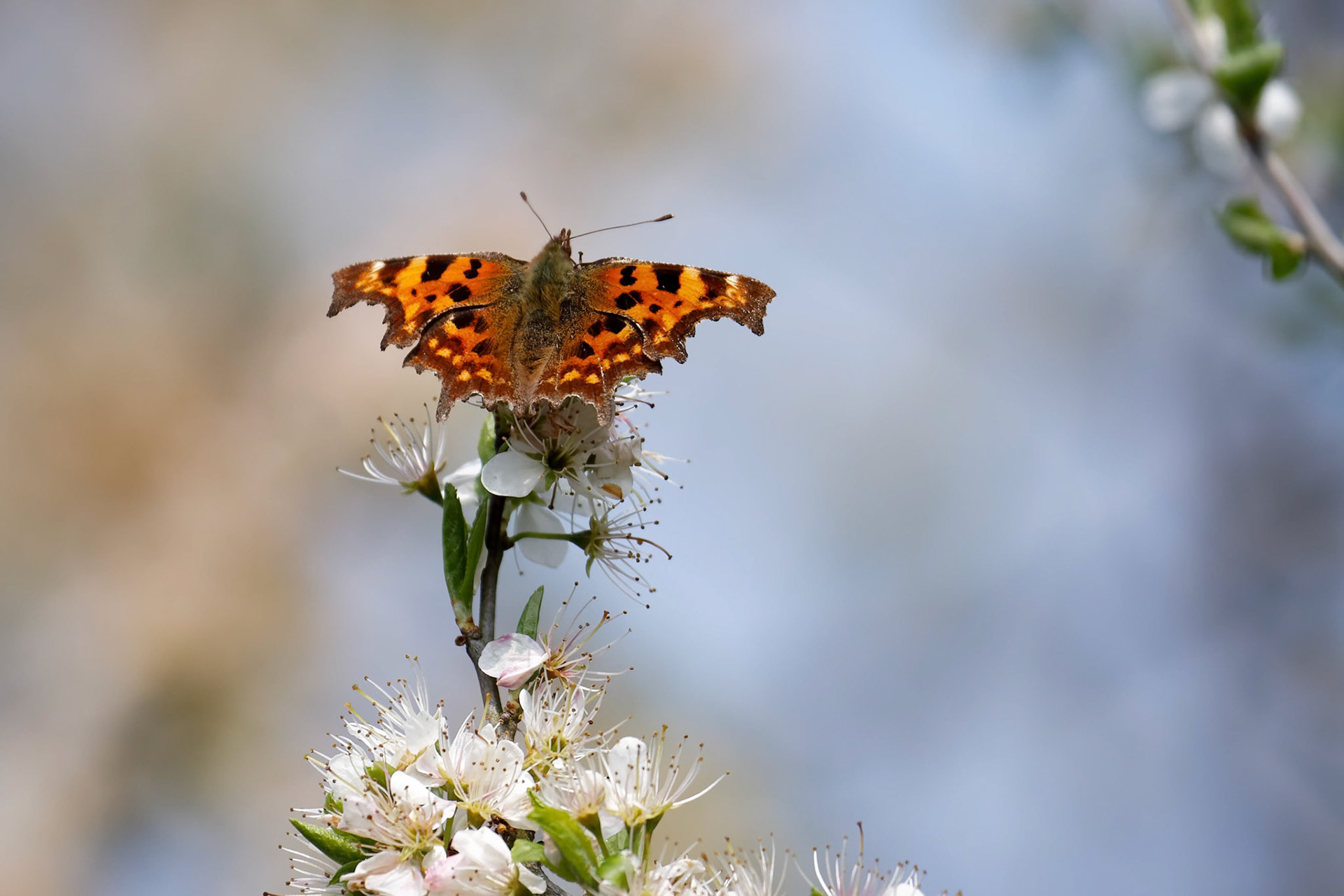 Comma butterfly feeding on some blossom