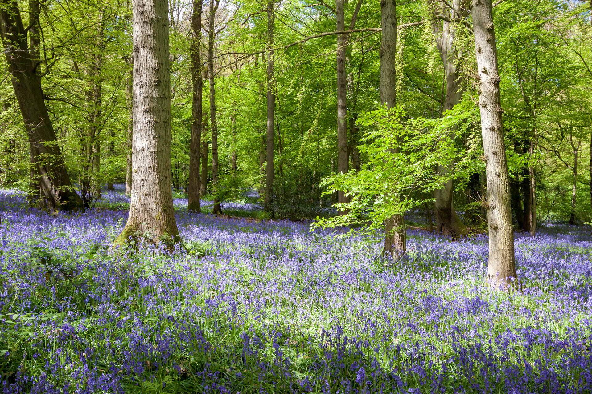 Bluebells in Staffhurst Woods near Oxted Surrey