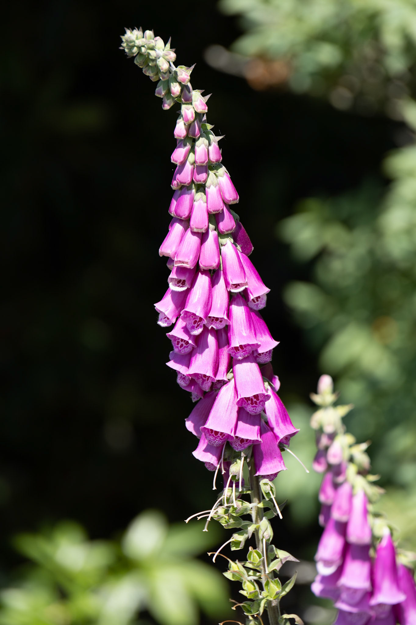 Common Foxgloves (Digitalis purpurea) flowering in an English country garden