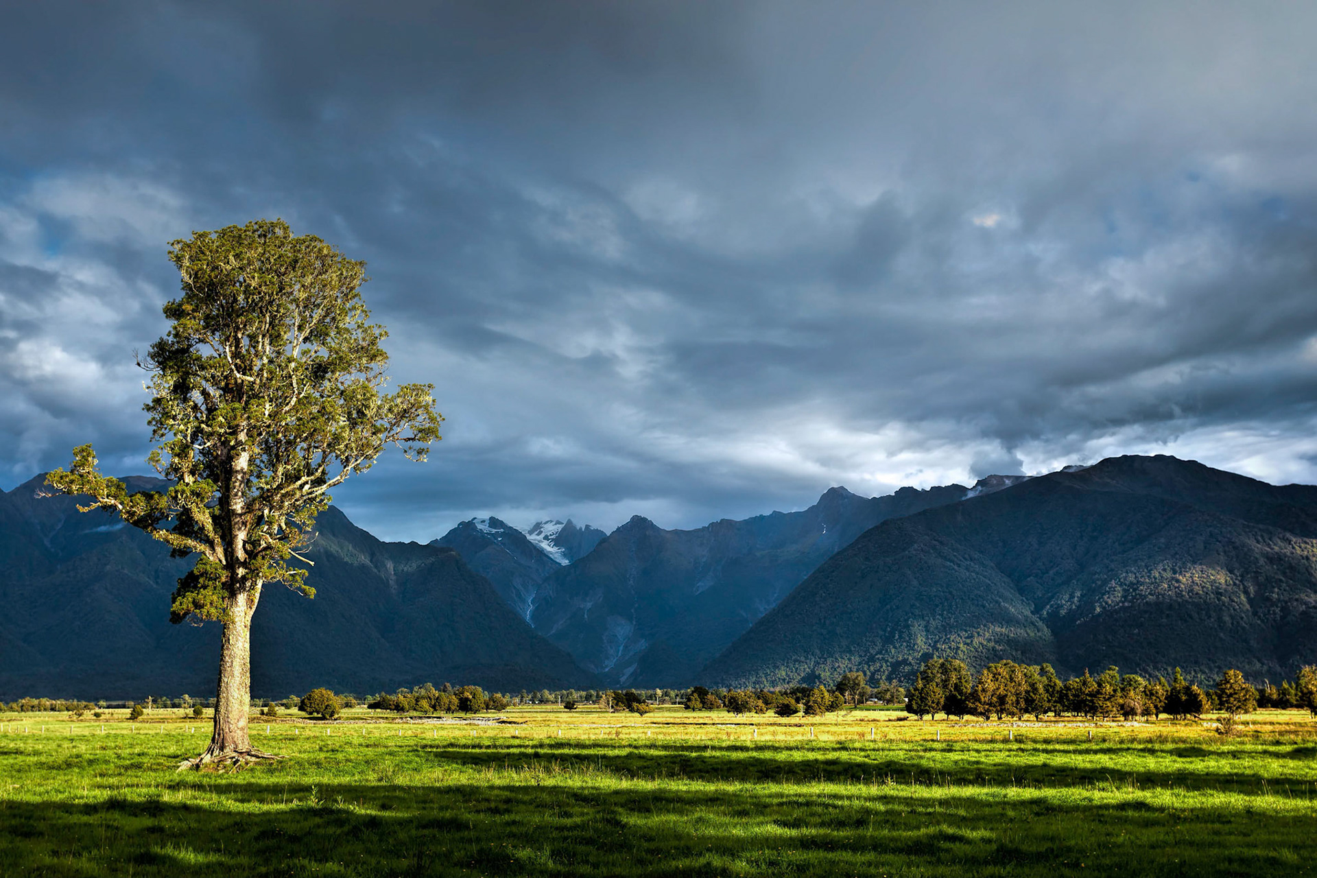 Tree Bathed in Golden Light