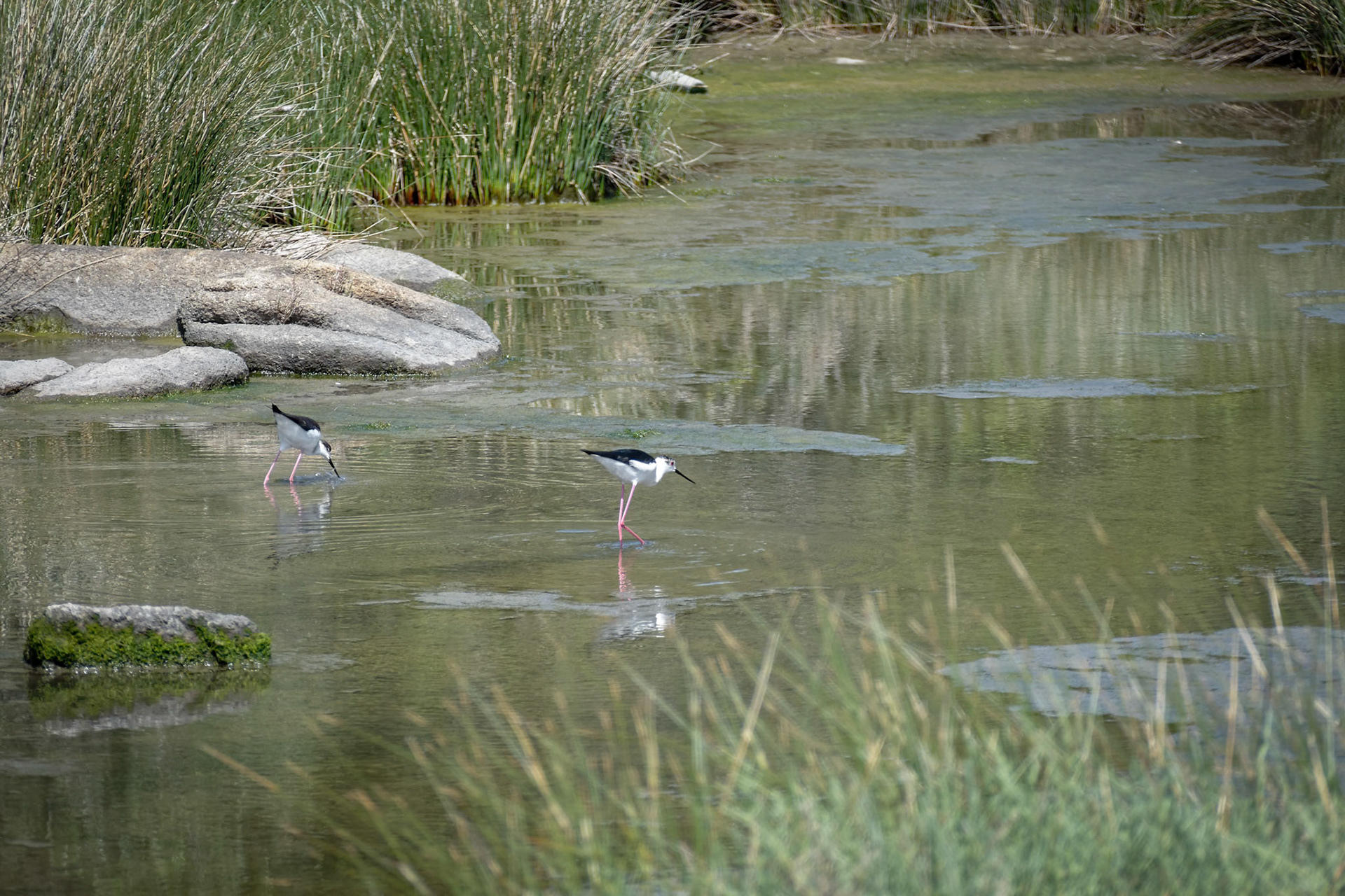 Black-winged Stilt, Common Stilt, or Pied Stilt (Himantopus himantopus)