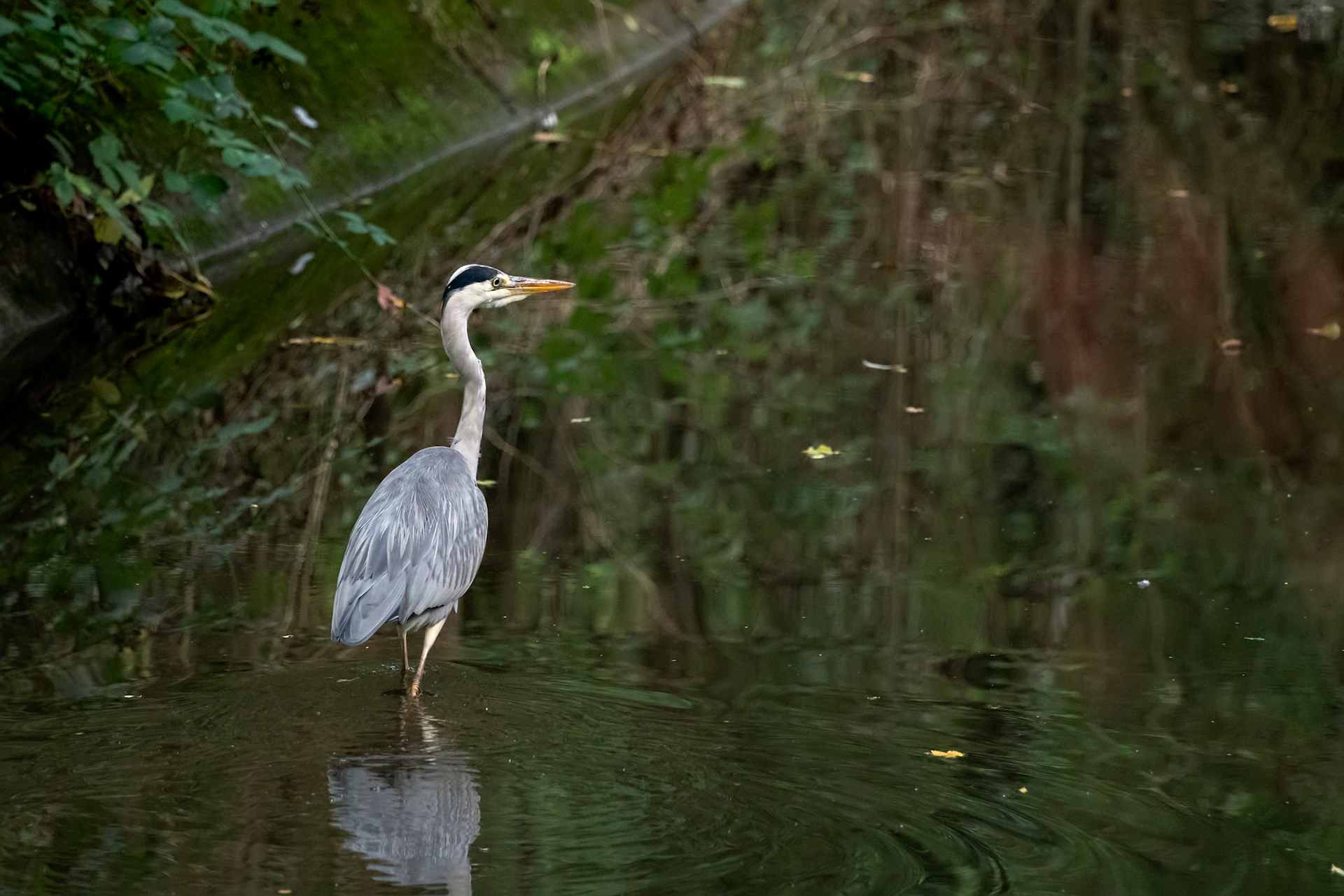 Grey Heron (Ardea cinerea) walking in a canal in Crawley