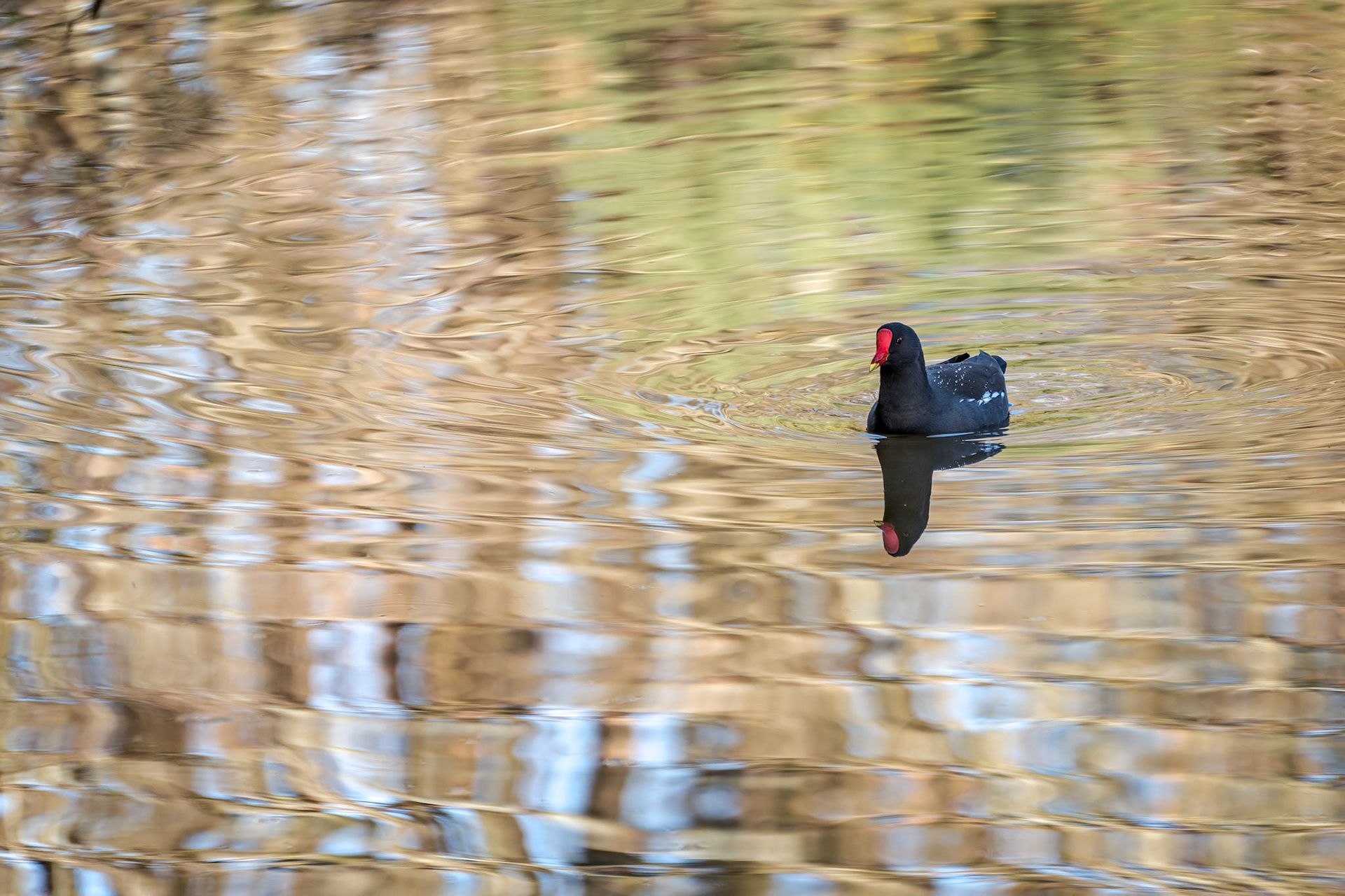 Common Moorhen (Gallinula chloropus) in colourful reflections