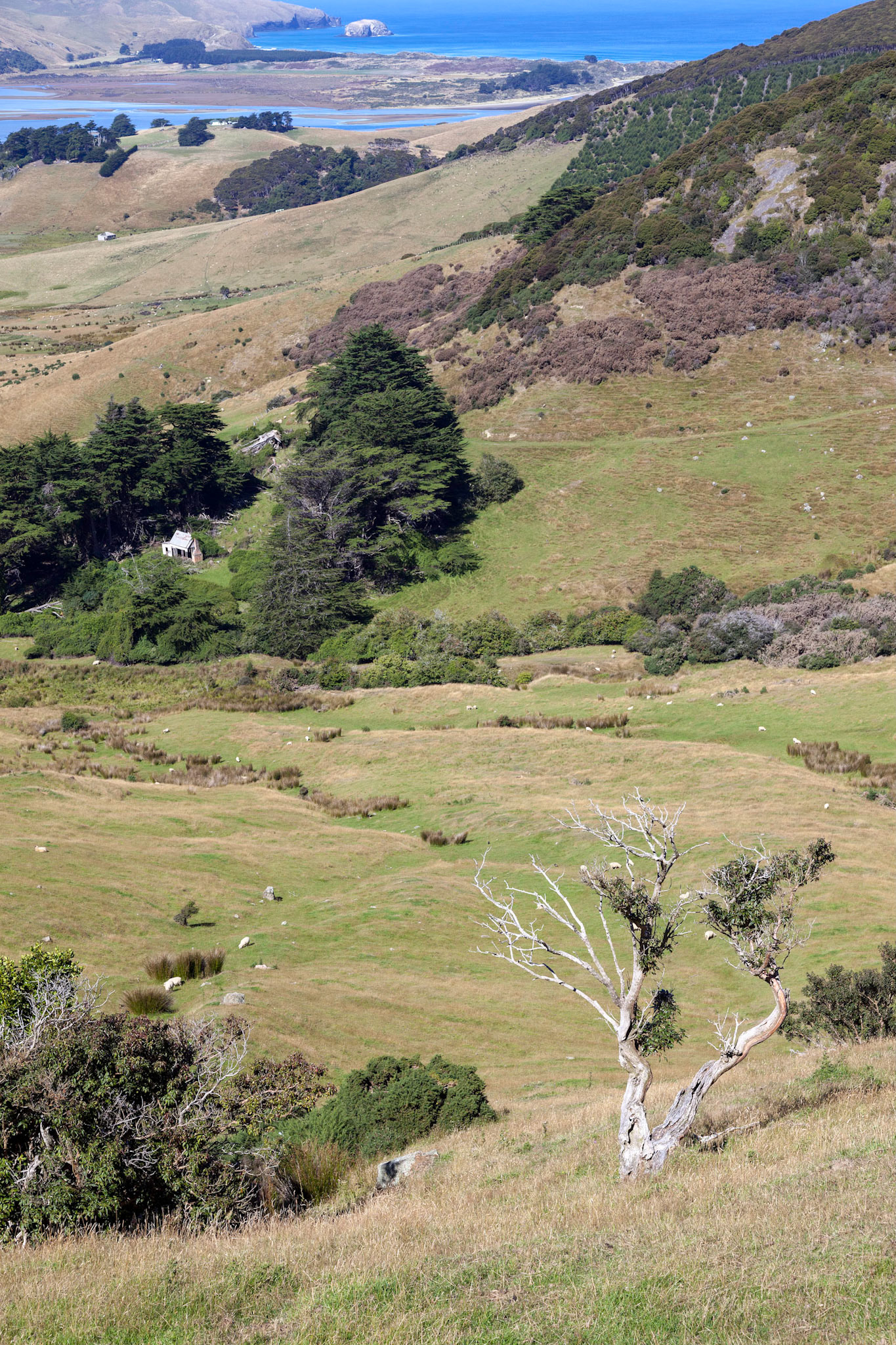 Scenic view of the  countryside in the Otago Peninsula