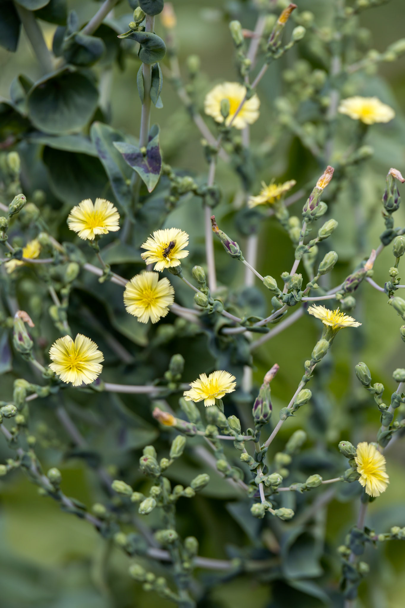 China Lettuce (Lactuca serriola) growing in a garden in Italy