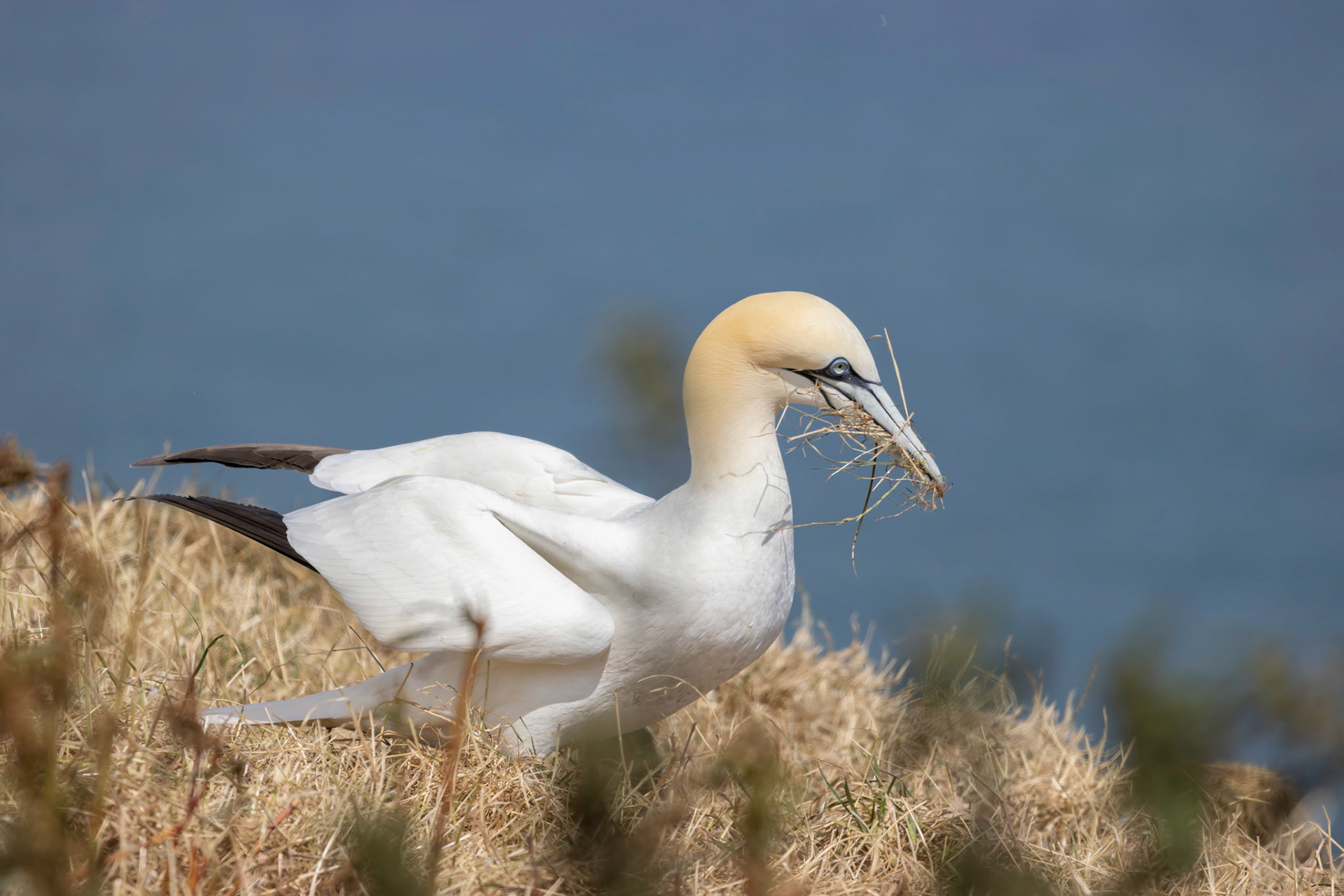 Gannet, Morus bassanus, at Bempton Cliffs in Yorkshire