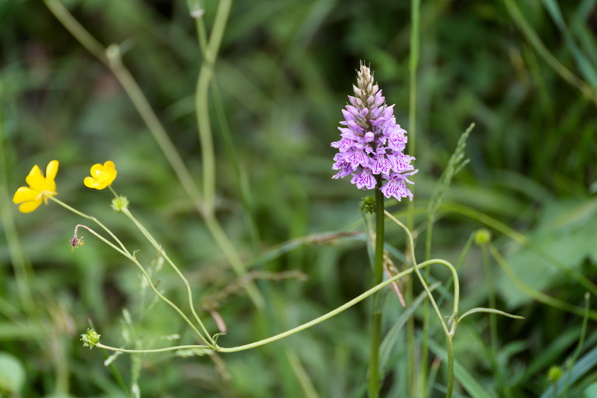 Heath Spotted Orchid (Dactylorhiza maculata ericetorum) flowering in springtime