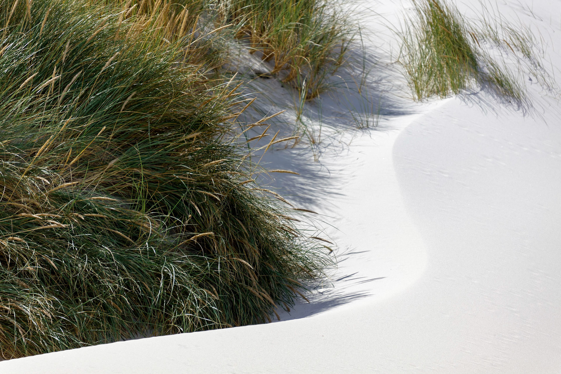 Sand dunes at Sandfly Bay in New Zealand