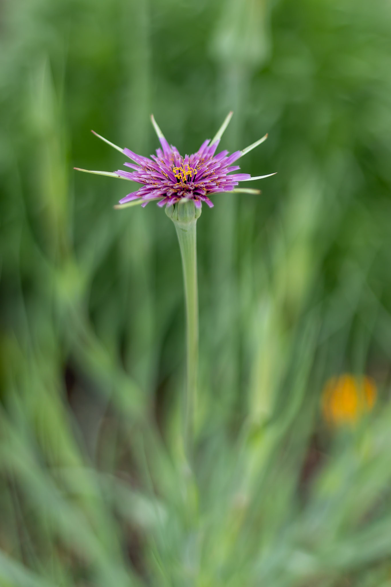 Salsify, Purple Salsify, John-go-to-bed-at-noon, Oyster plant, Vegetable oyster, Goatsbeard wild flower