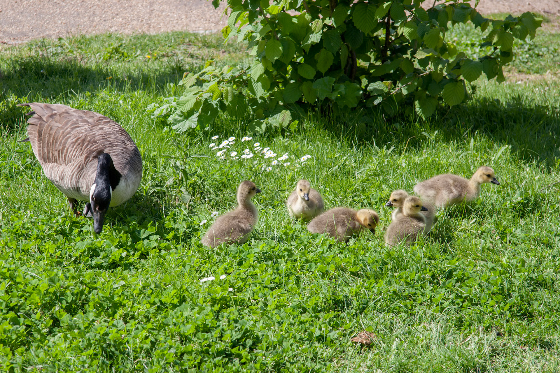Canada Goose (branta canadensis) and goslings on the banks of the River Thames