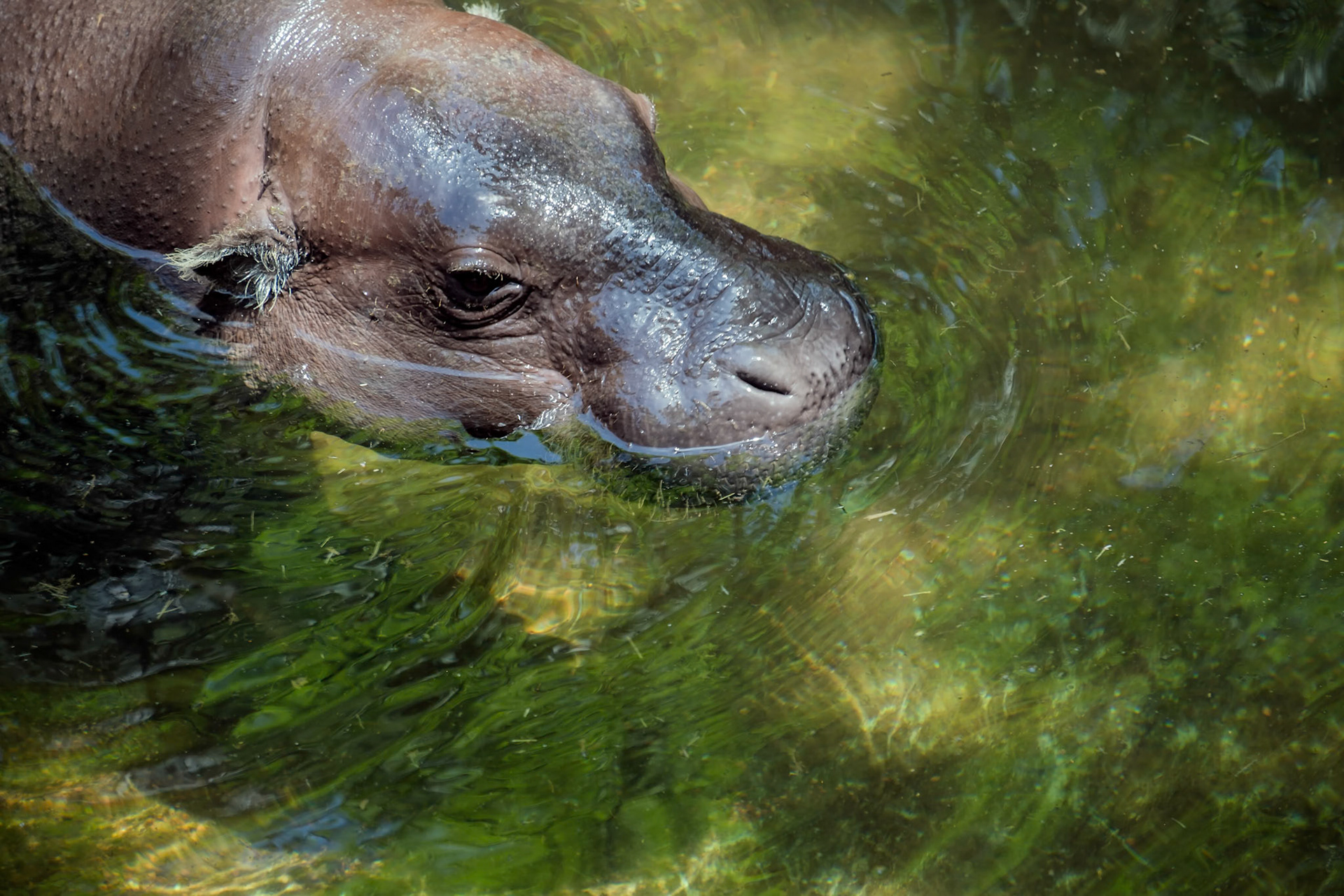 Pygmy Hippopotamus (Choeropsis liberiensis or Hexaprotodon liberiensis)