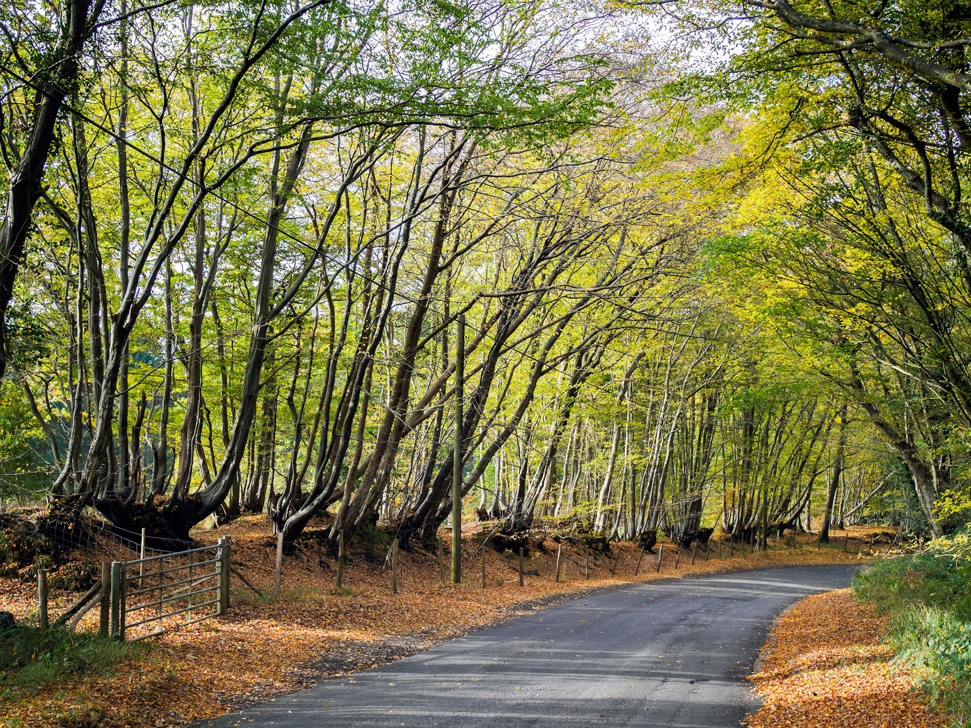 Autumnal Scene in the Sussex Countryside