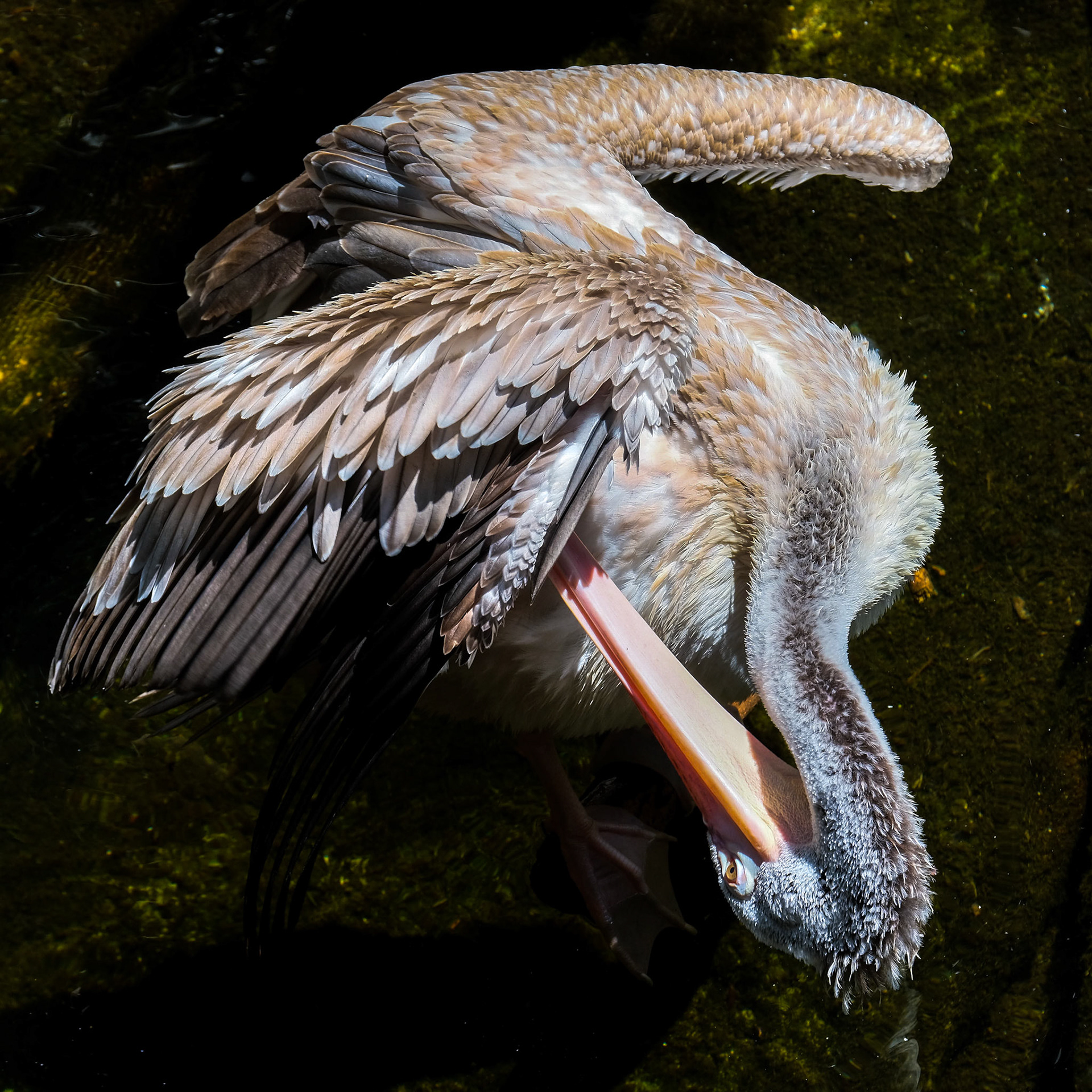 FUENGIROLA, ANDALUCIA/SPAIN - JULY 4 : Spot-Billed Pelican (Pelecanus philippensis) at the Bioparc Fuengirola Costa del Sol Spain on July 4, 2017