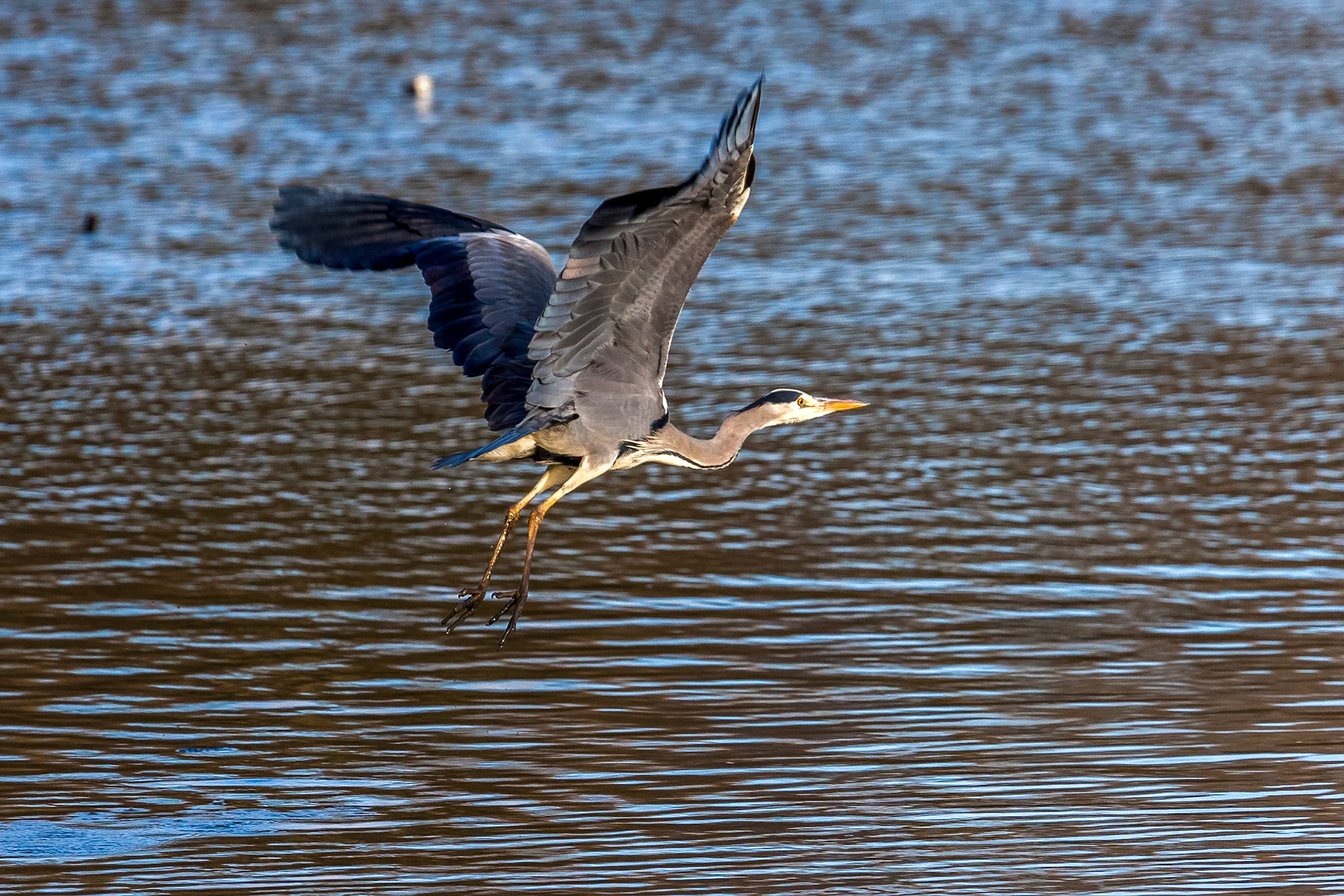Grey Heron Taking Off