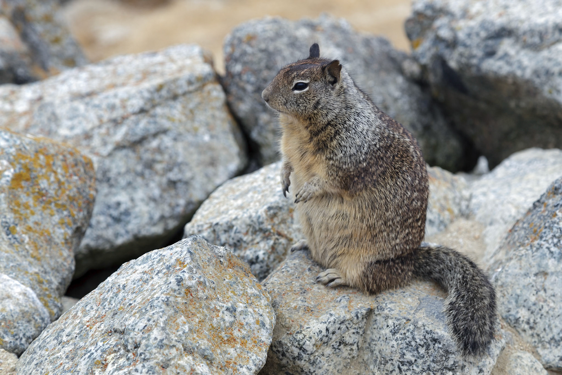 California Ground Squirrel (Otospermophilus beecheyi)