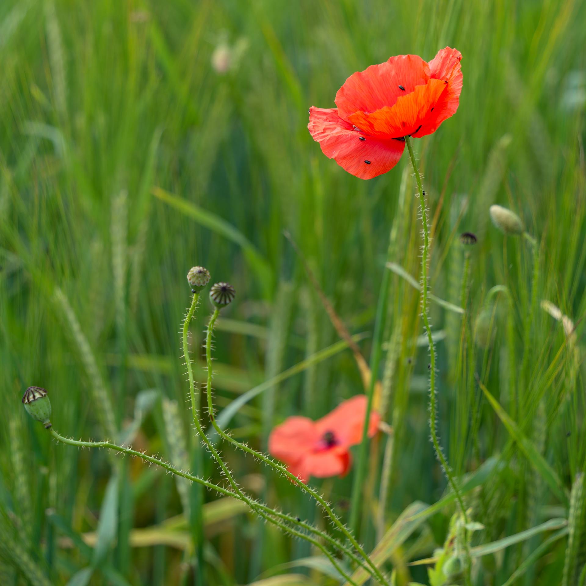 Poppies flowering in a field in Bettisfield Wales