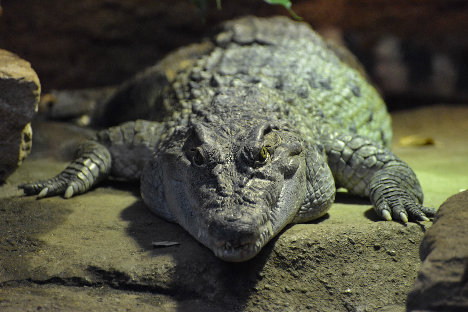 Philippine Crocodile (Crocodylus mindorensis)