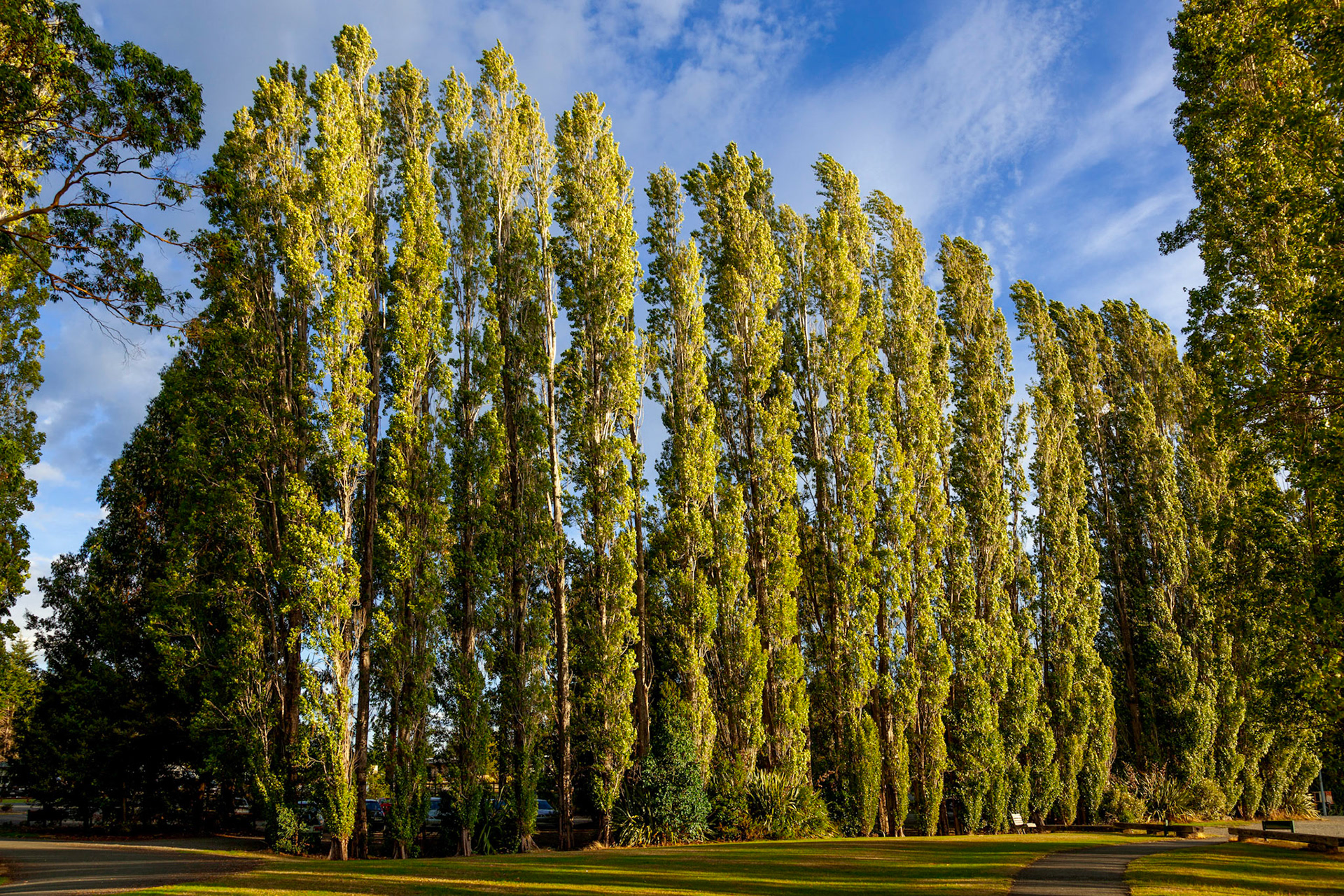 Row of Poplar trees in Te Anau illuminated with golden evening sunshine