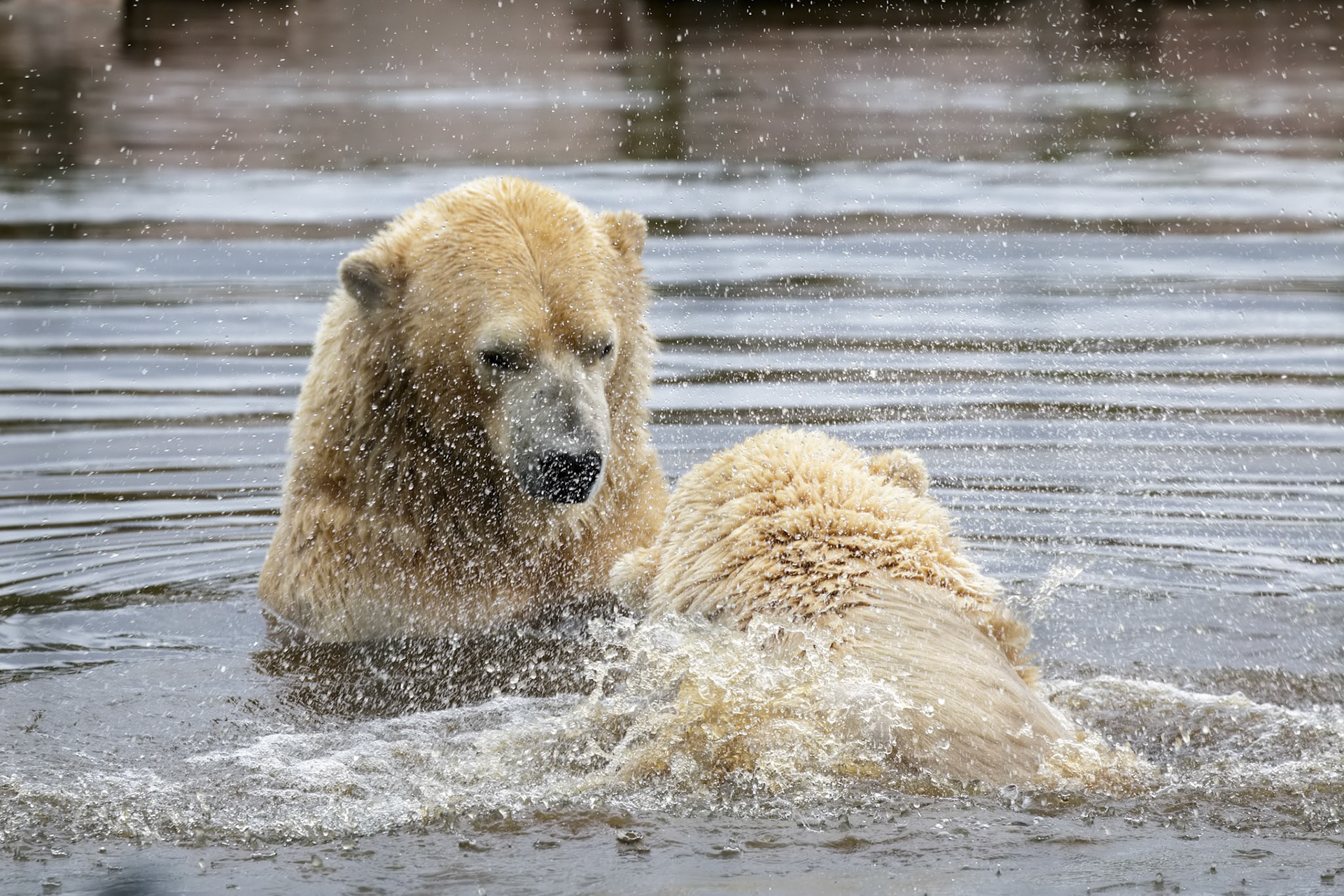 Polar Bears (Ursus maritimus)