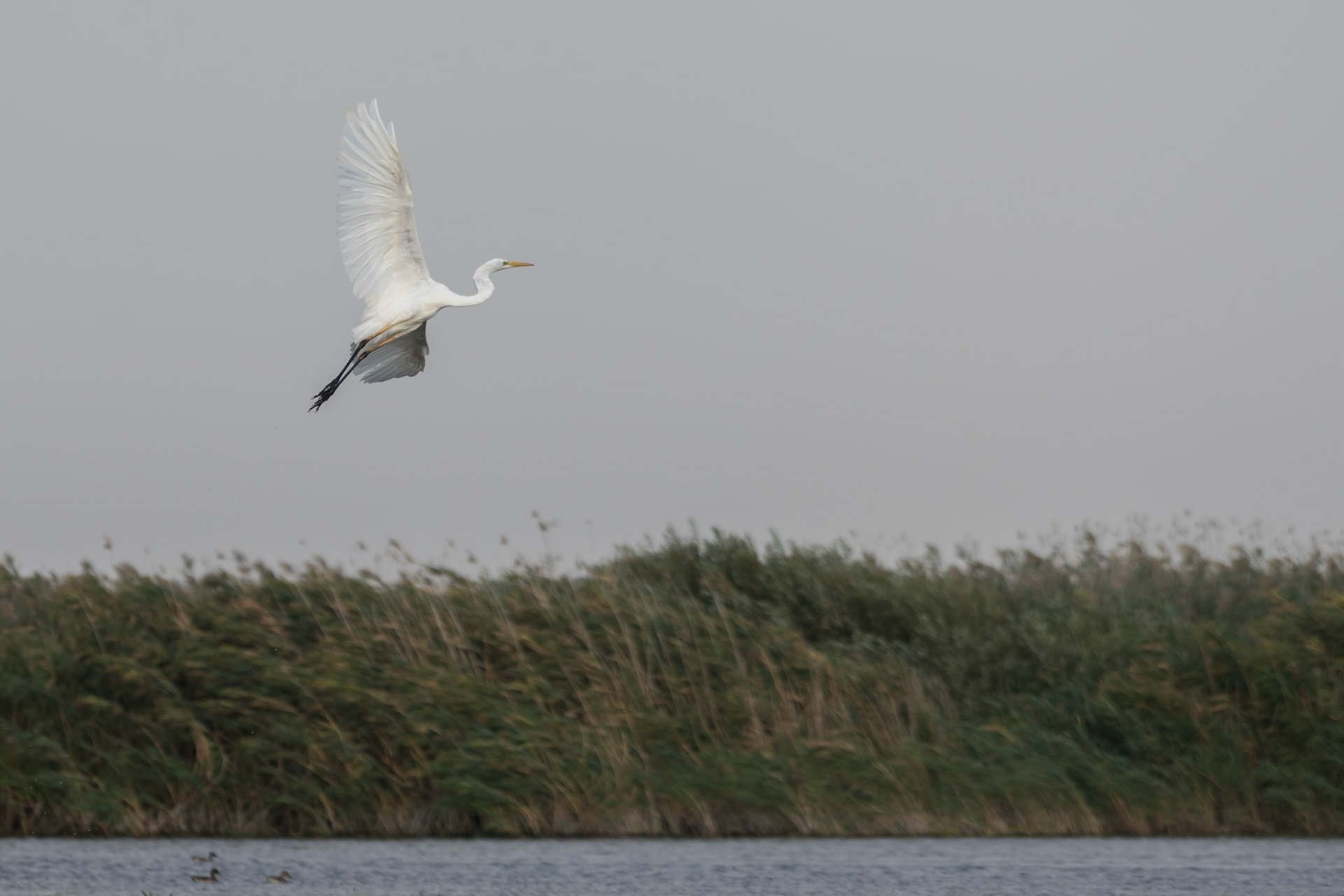 Great White Egret (egretta alba) in the Danube Delta, Romania