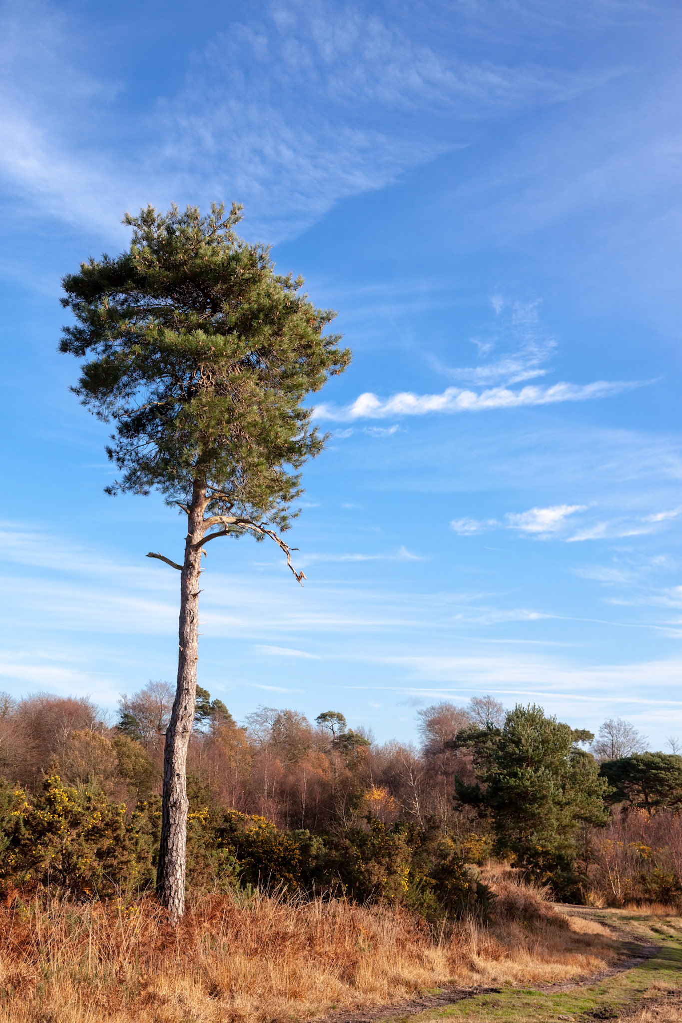 Lone Scott's Pine tree in the Ashdown Forest