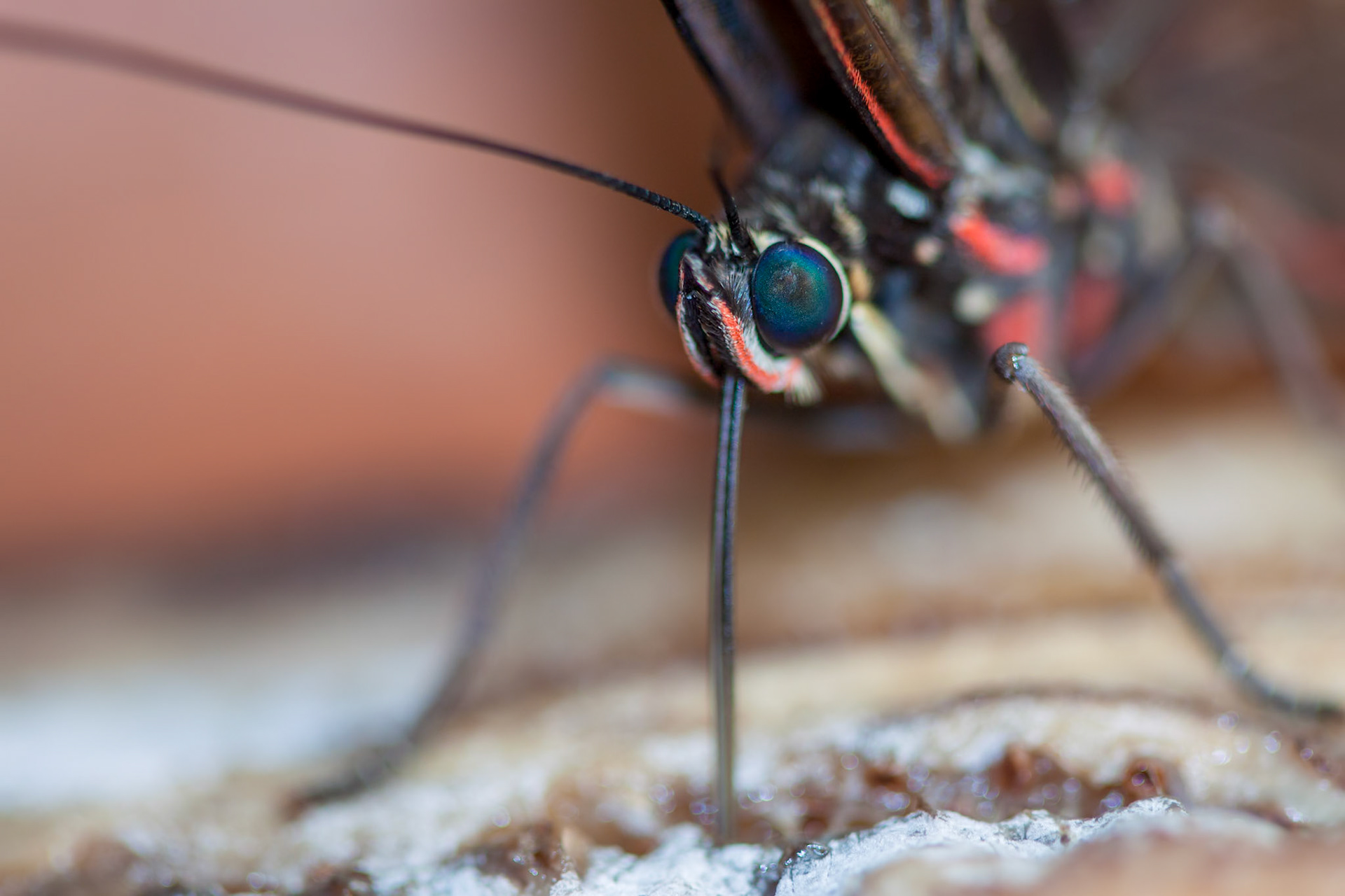 Blue Morpho Butterfly ( morpho peleides) feeding on some rotting fruit