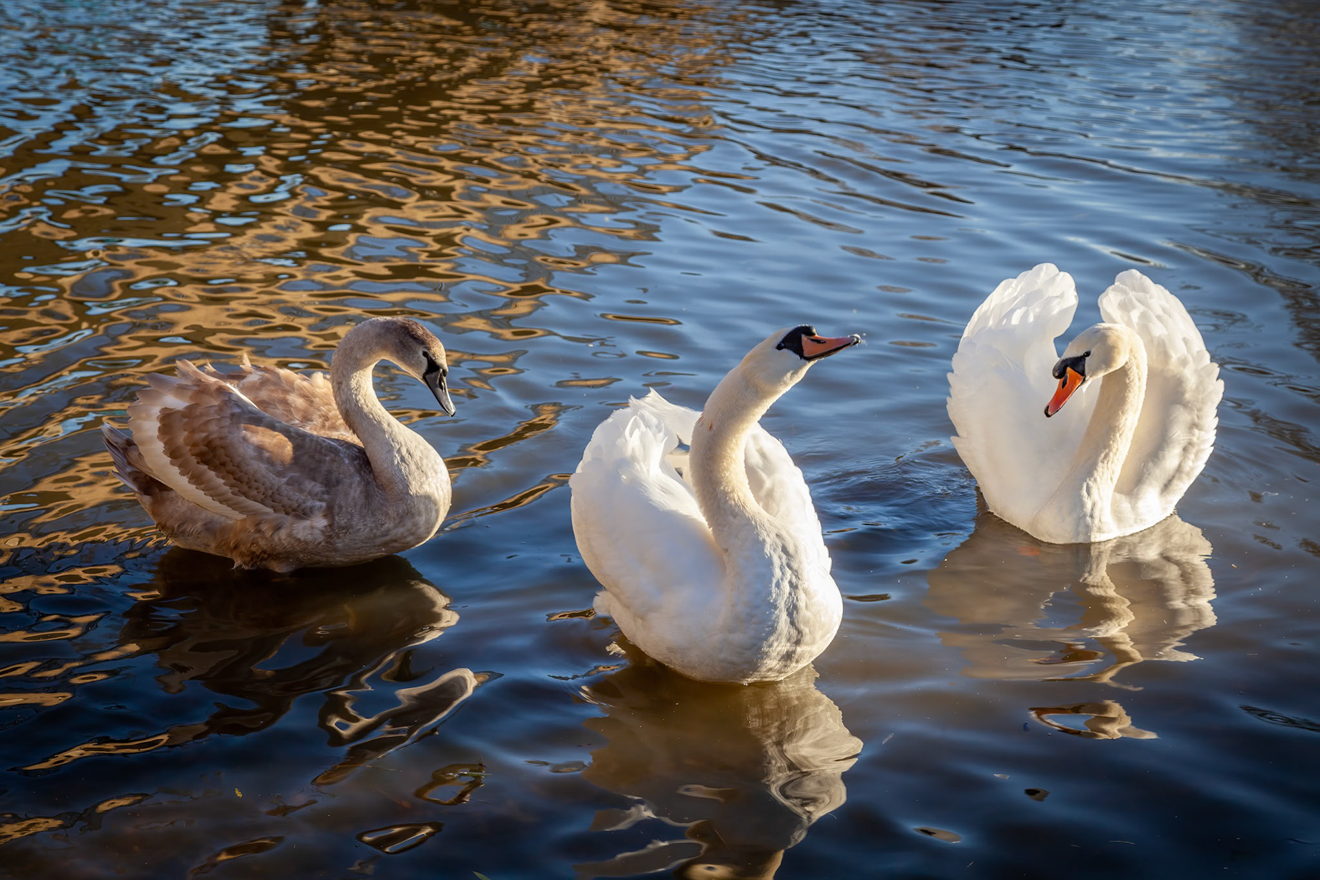 Adult Mute Swans with Cygnet on the River Great Ouse at Ely
