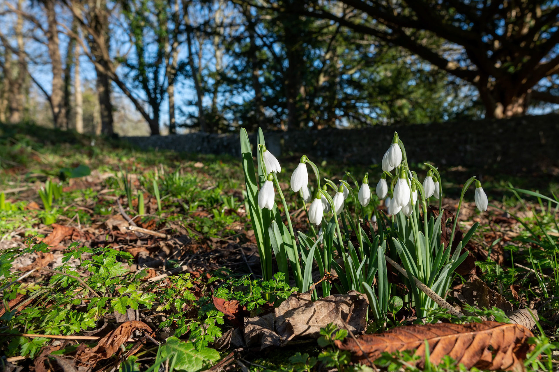 Snowdrops flowering in January in Folkington East Sussex
